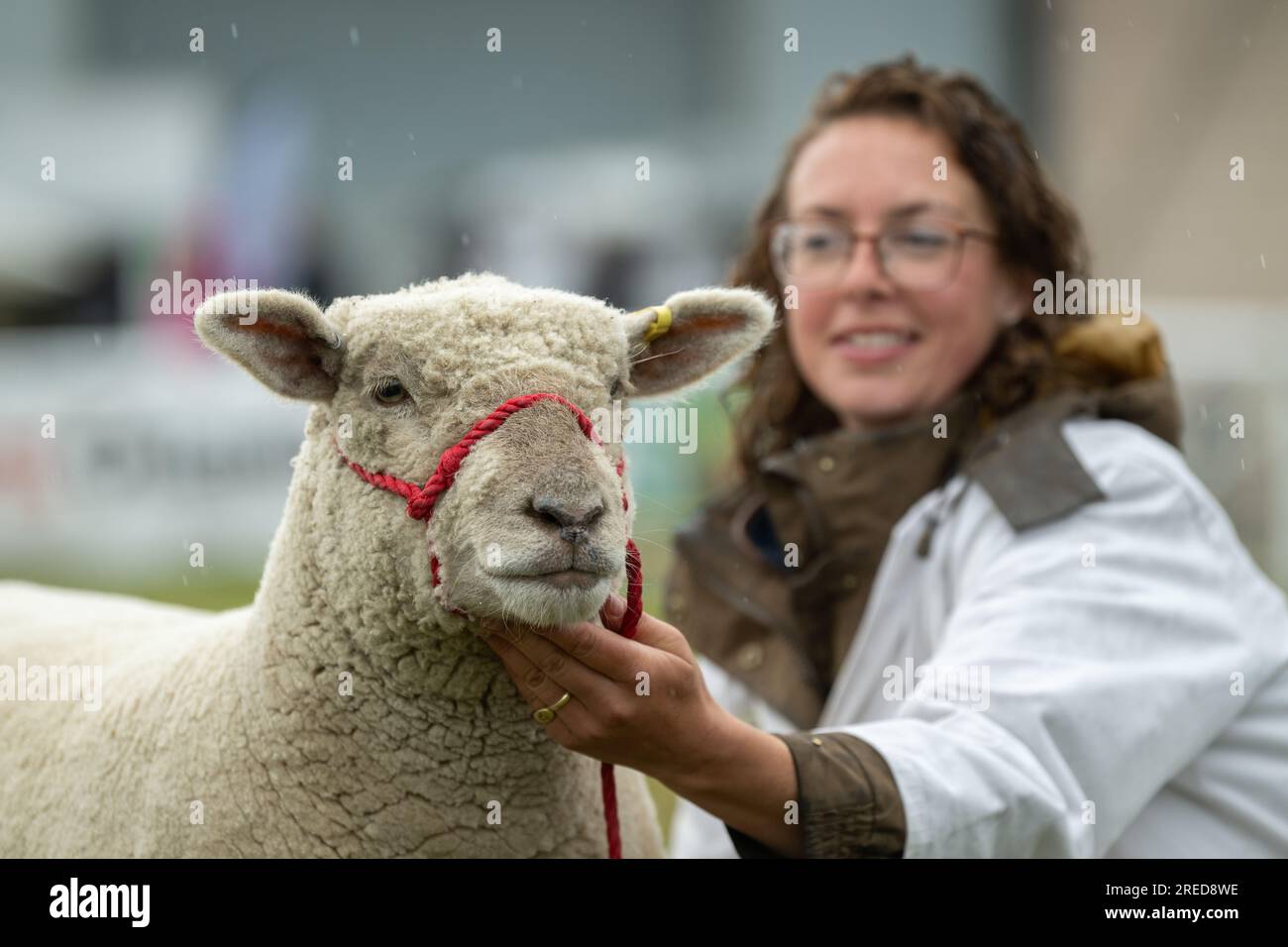 Farmers showing their sheep in the rain at the Royal Welsh Show 2023. Stock Photo