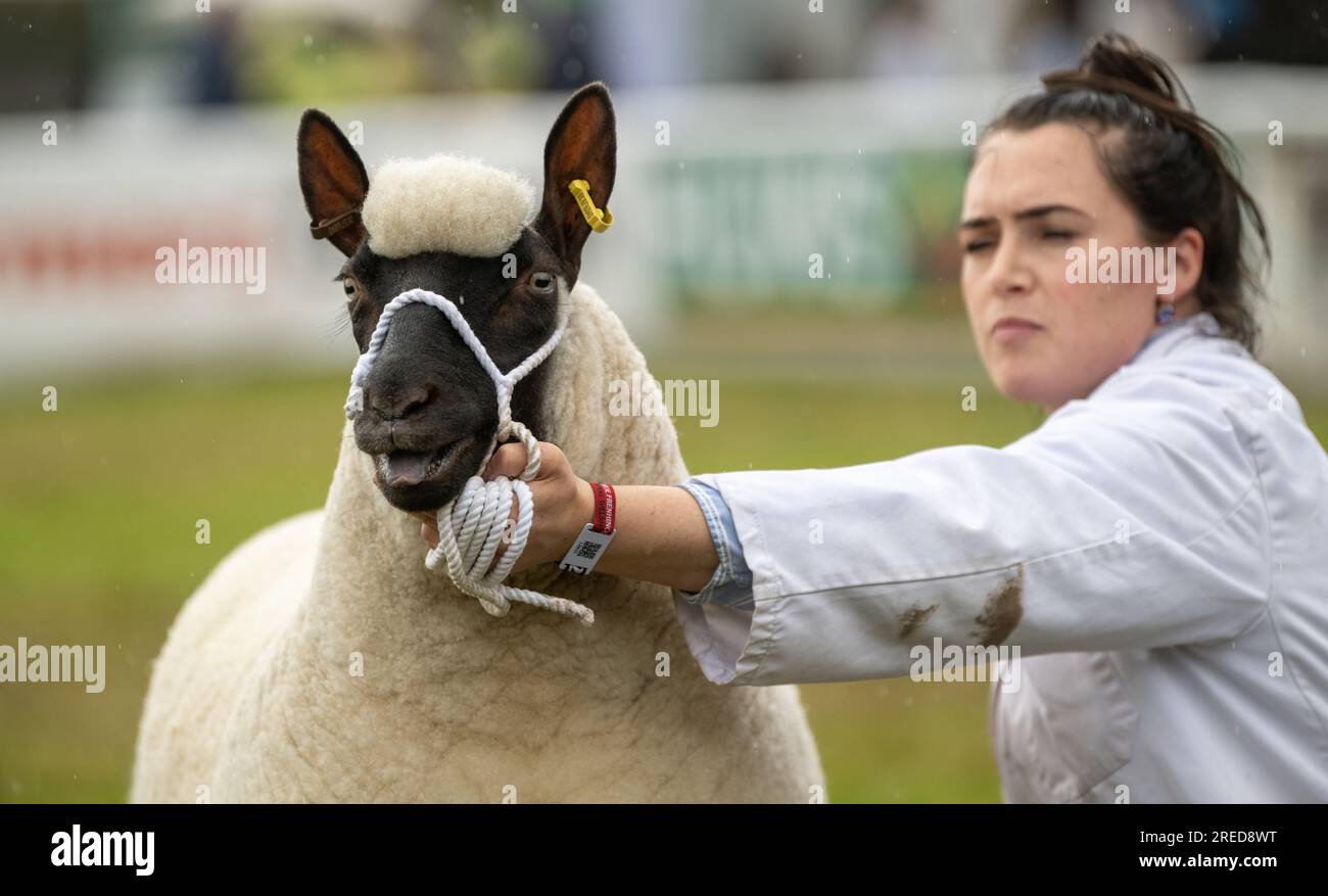 Farmers showing their sheep in the rain at the Royal Welsh Show 2023. Stock Photo