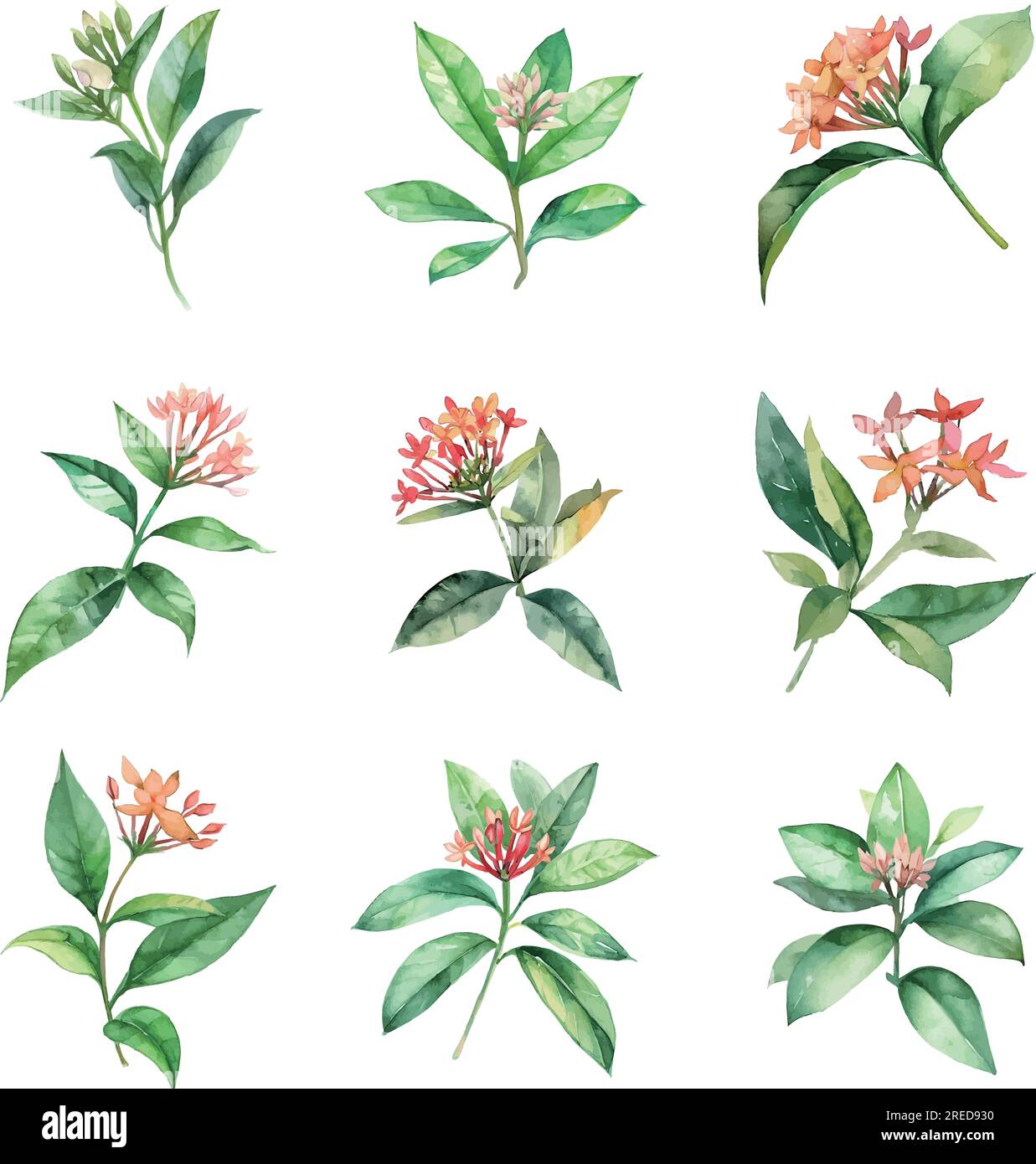 Rubiaceae.Watercolor Ixora flowers set. Hand drawn illustration isolated on white background. Stock Vector