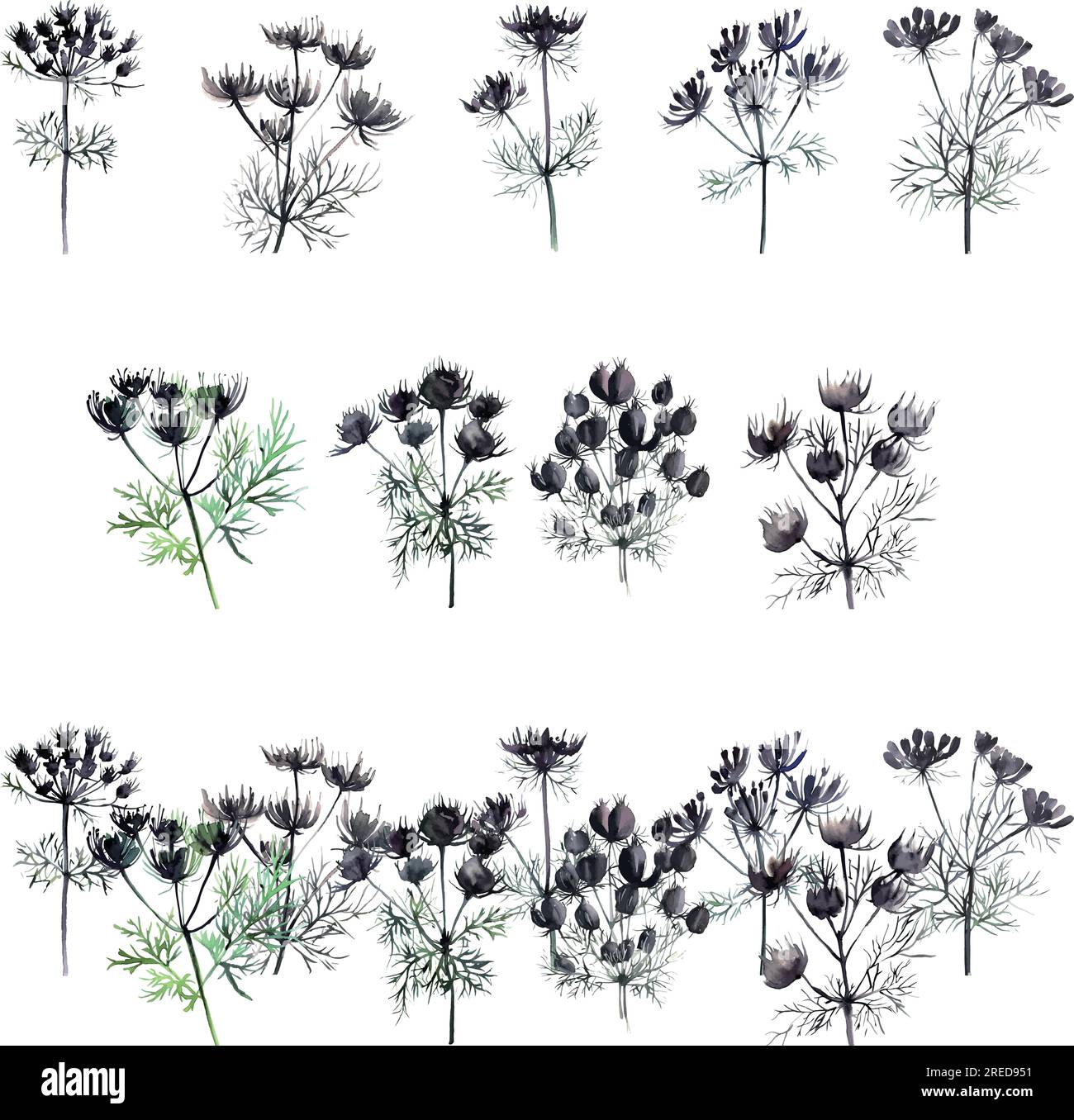 Black Caraway.Set of hand drawn watercolor dill herbs. Vector