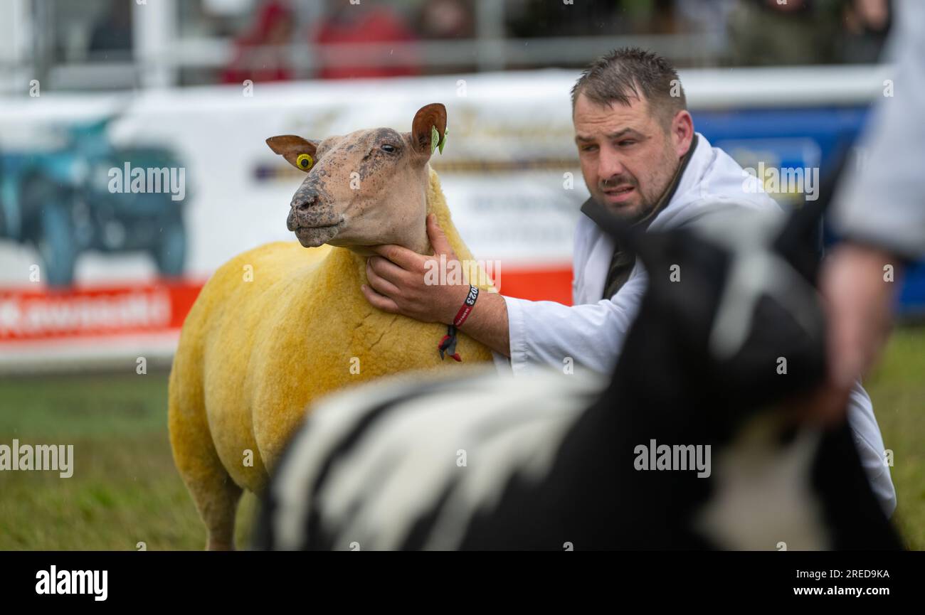 Farmers showing their sheep in the rain at the Royal Welsh Show 2023. Stock Photo