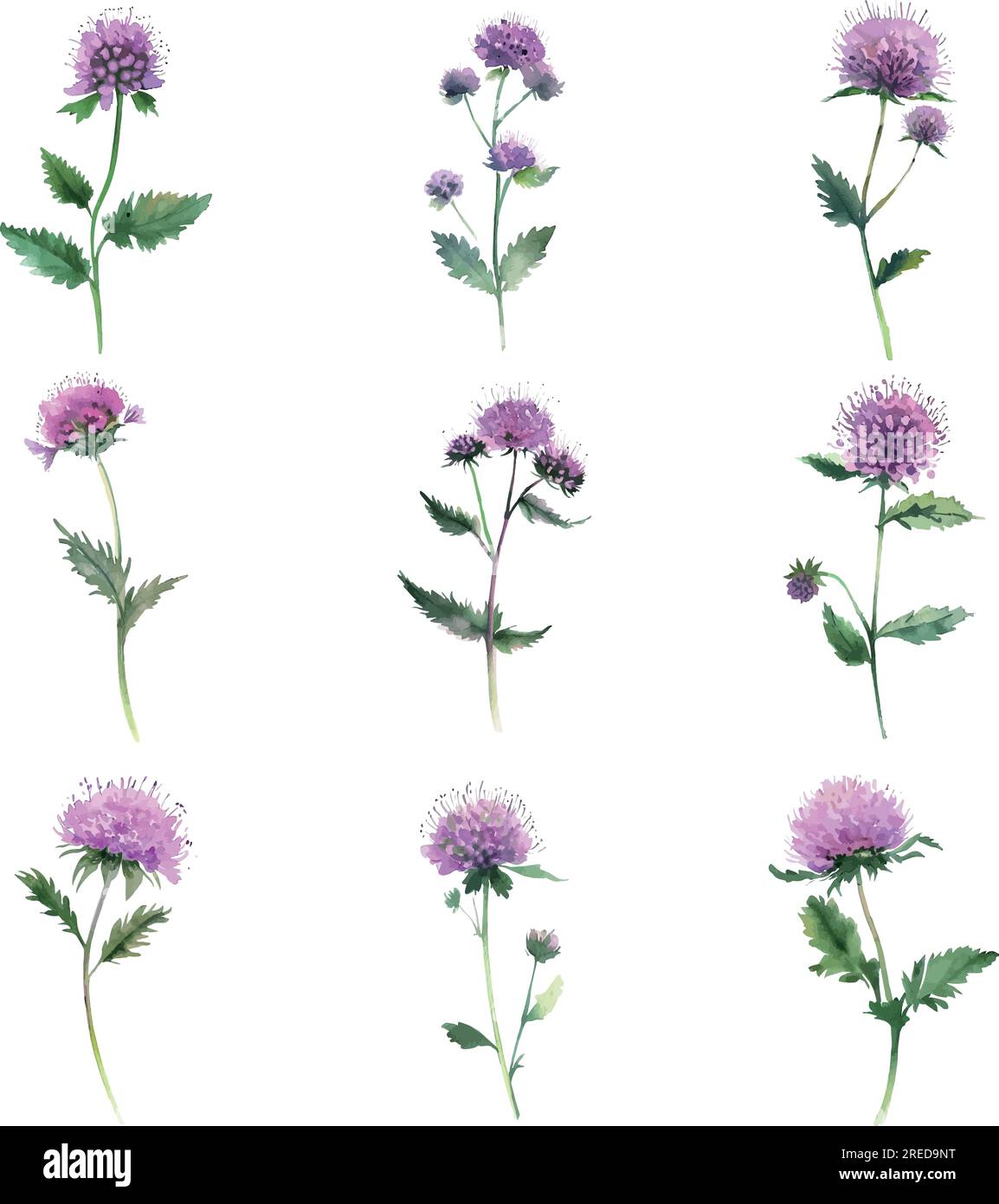 Thistle botanical illustration hi-res stock photography and images - Alamy