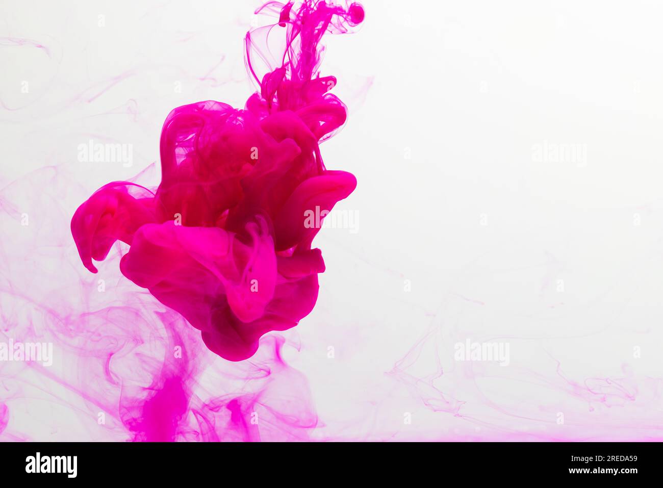 Close up of pink ink in water with copy space on white background. Ink ...