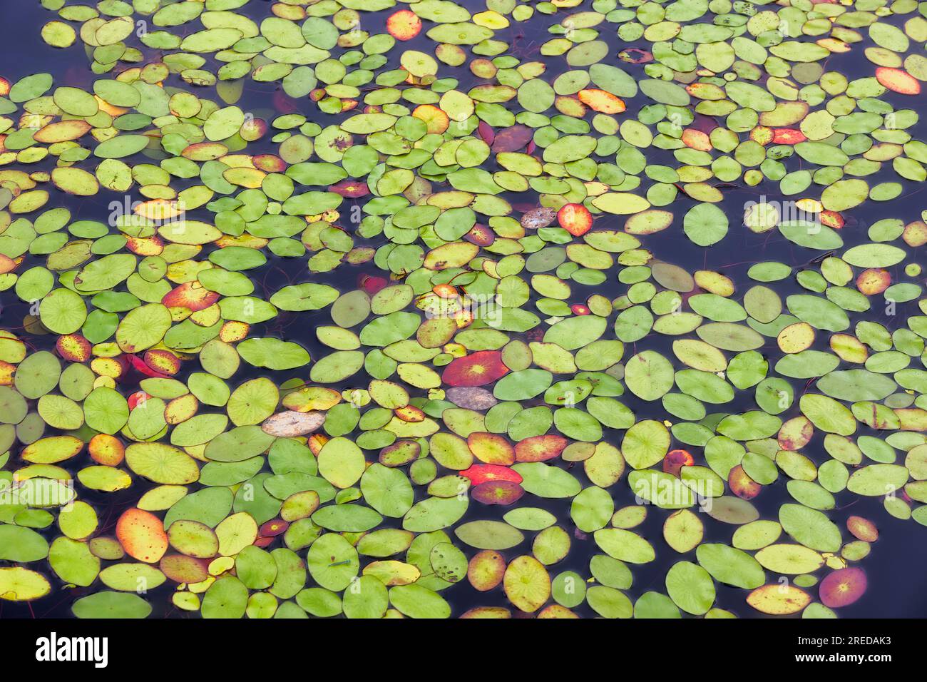 Close up of Bays Mountain Lake where aquatic plants float and rise above the water. Stock Photo