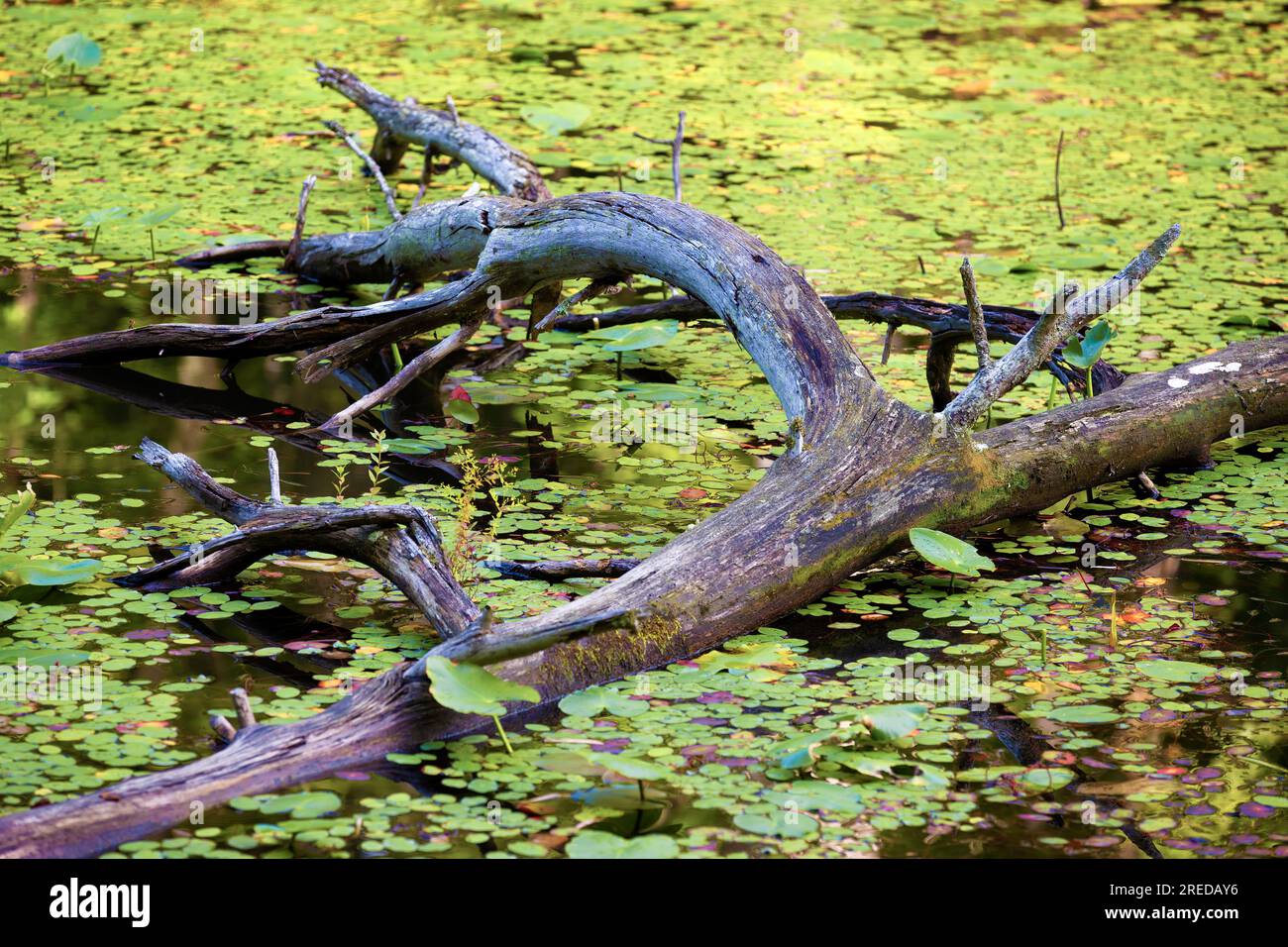 A fallen tree lies in the lake water surrounded by aquatic plants at