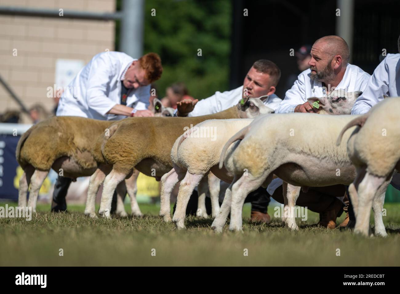 Showing sheep at the Royal Welsh Show in Bulith Wells, 2023. Stock Photo