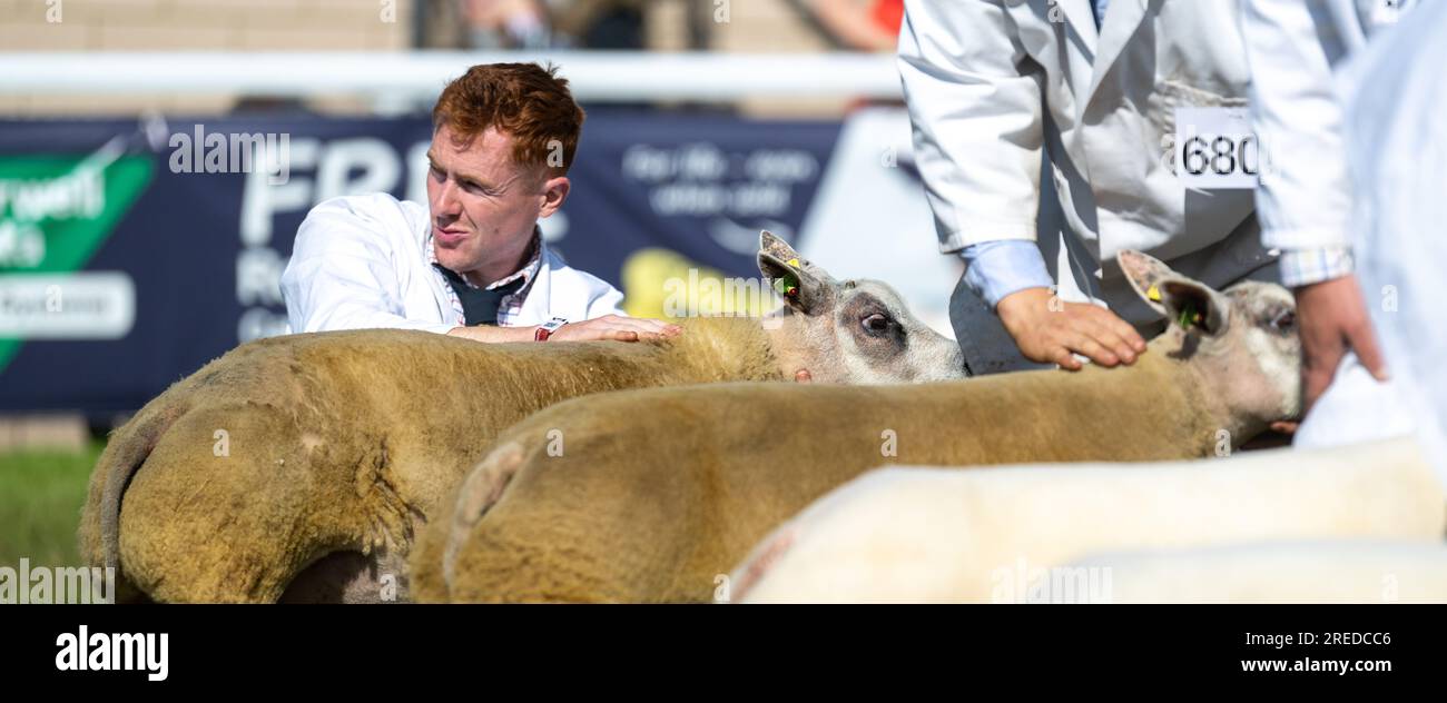 Showing sheep at the Royal Welsh Show in Bulith Wells, 2023. Stock Photo