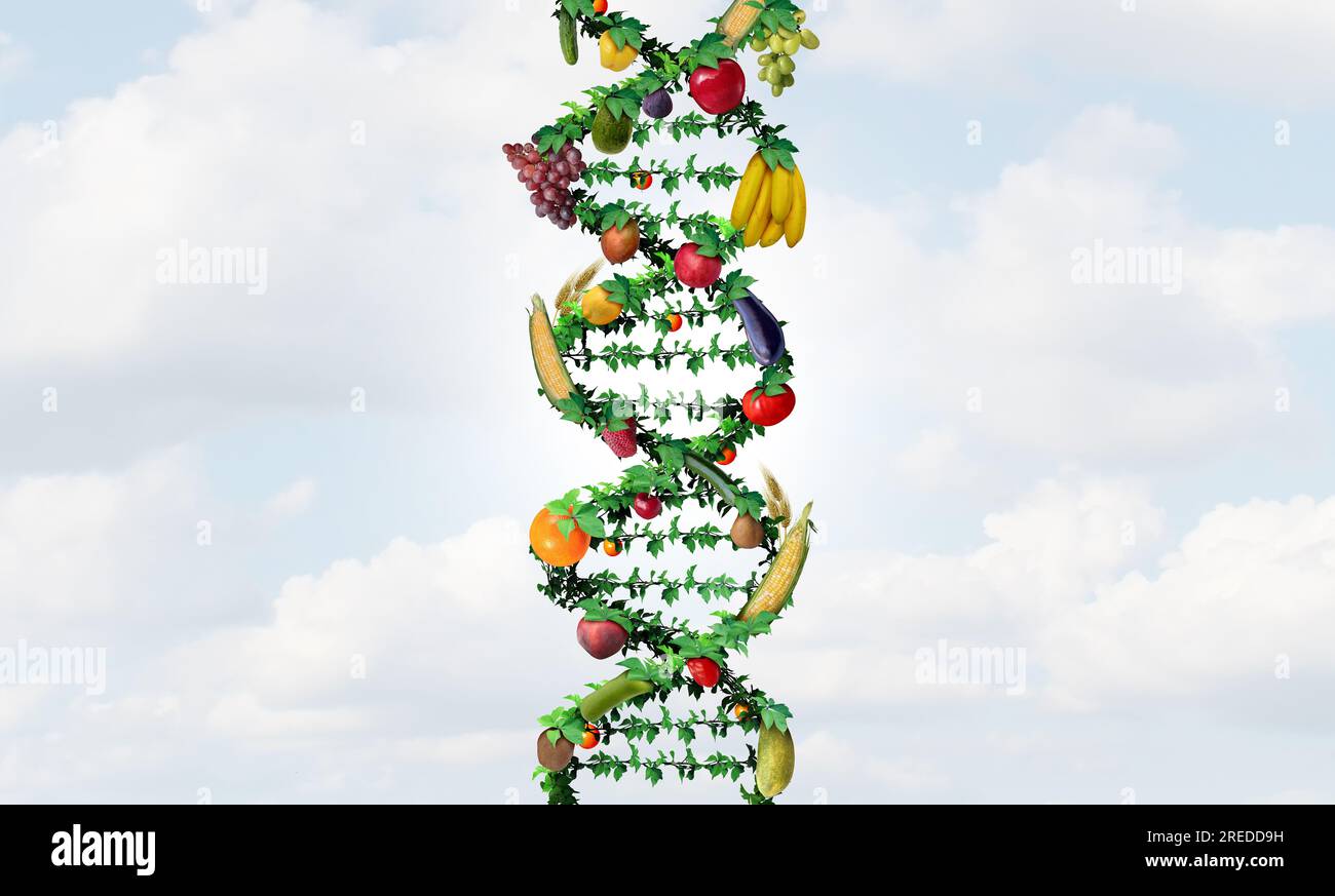 GMO agriculture and genetically modified crops or gene altered food as engineered agricultural farming concept using biotechnology and genetic Stock Photo