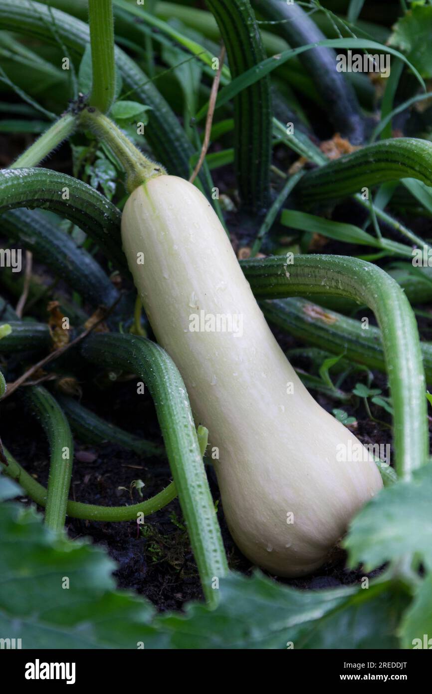 https://c8.alamy.com/comp/2REDDJT/butternut-squash-growing-2REDDJT.jpg