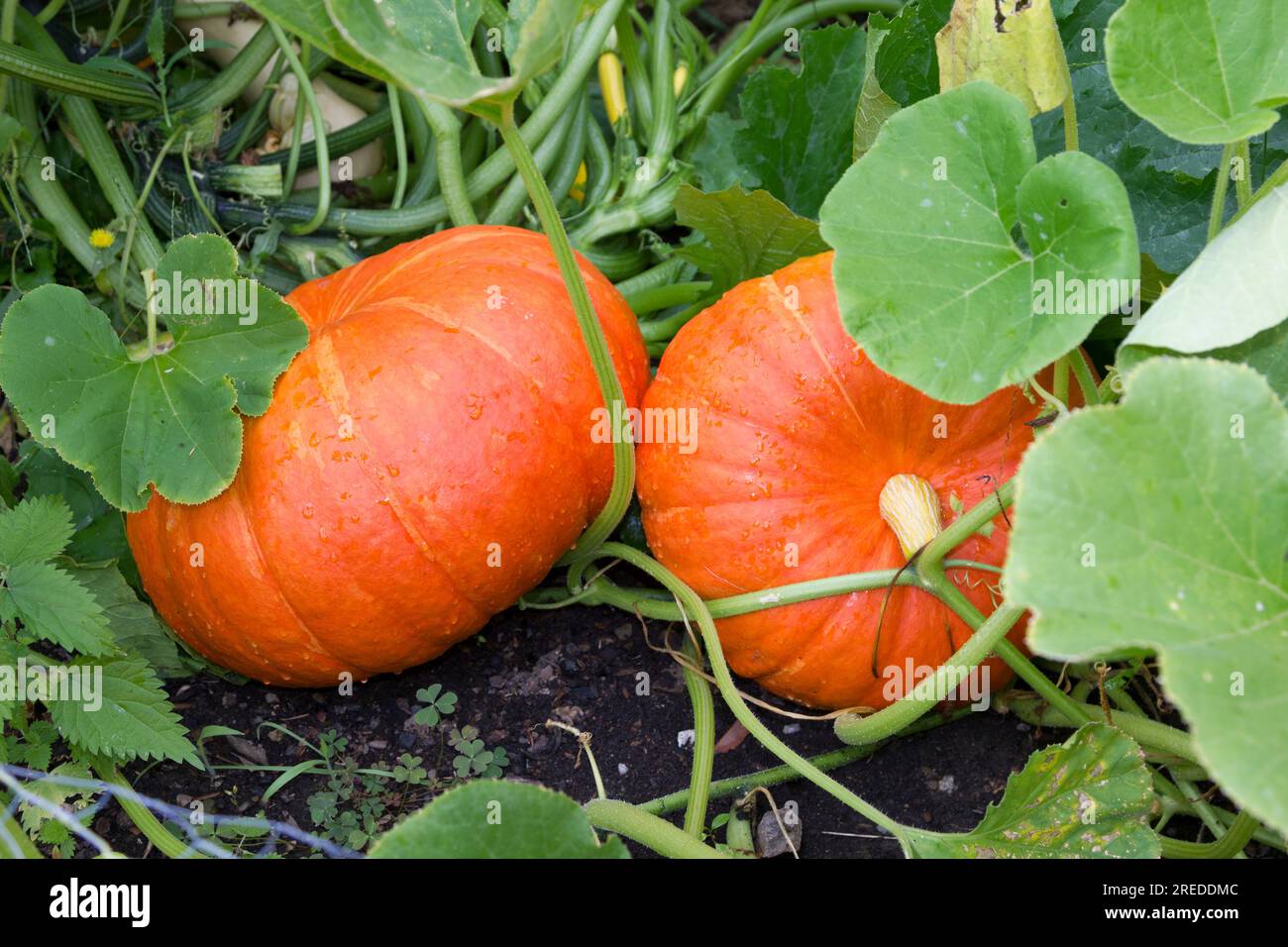 Large winter squashes approaching maturity Stock Photo