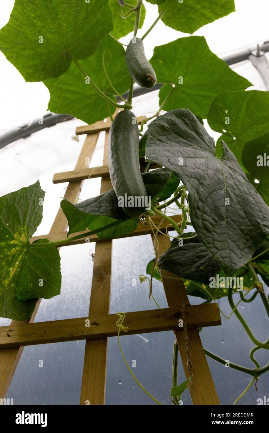 Climbing cucumbers growing in a polytunnel Stock Photo Alamy