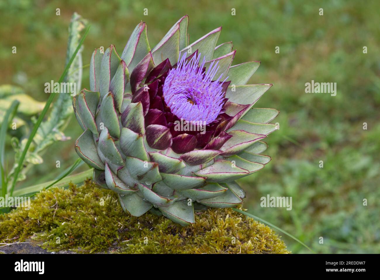 Globe artichoke flowers Stock Photo