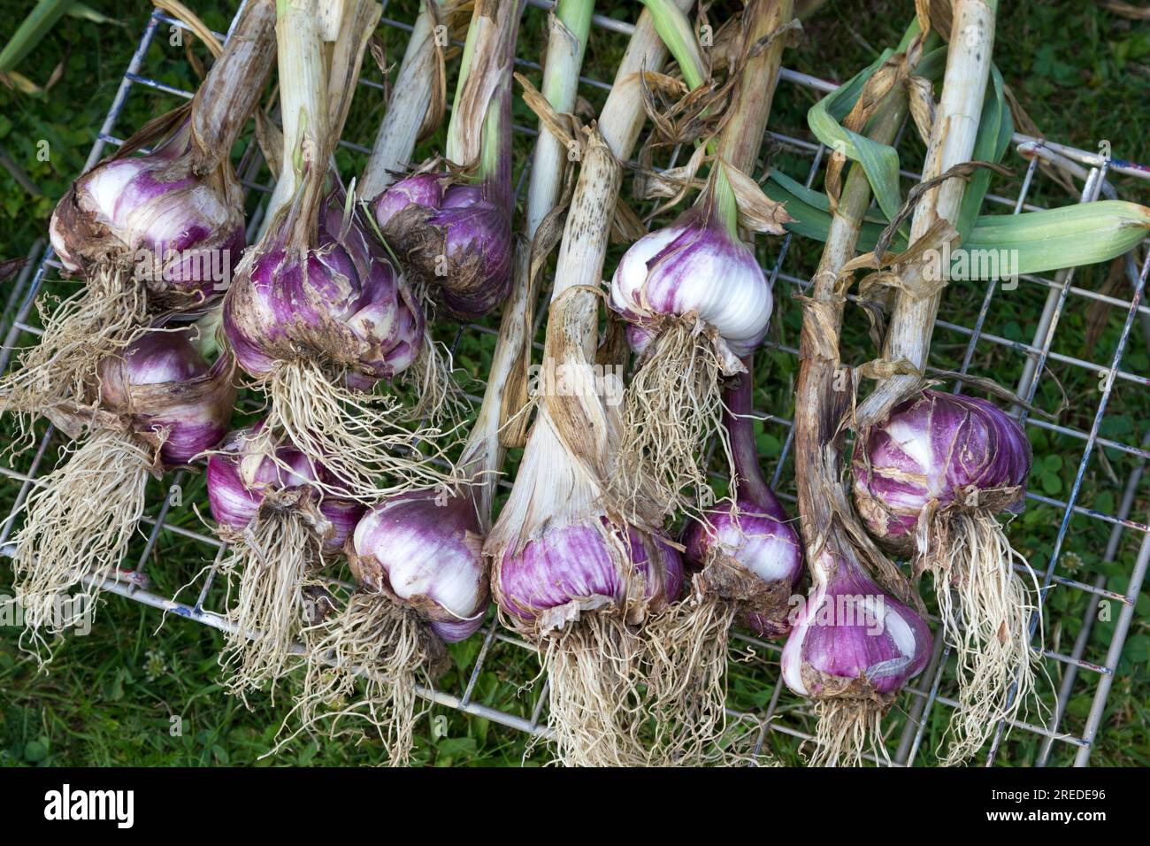 Purple and white garlic after harvest Stock Photo Alamy