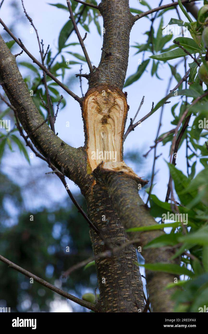 Broken branch fruit hires stock photography and images Alamy
