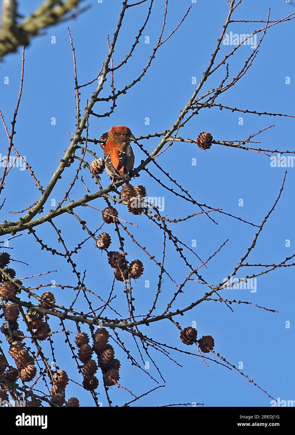 Two-barred Crossbill (Loxia leucoptera) sub-adult male perched in Larch tree, possible hybrid  Hoveton, Norfolk, UK.         February Stock Photo