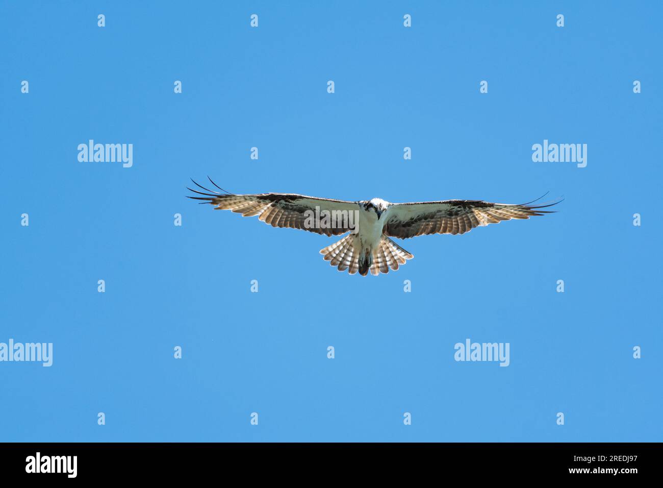 Osprey in flight with full wing span open and tail flared hunting for food. Stock Photo