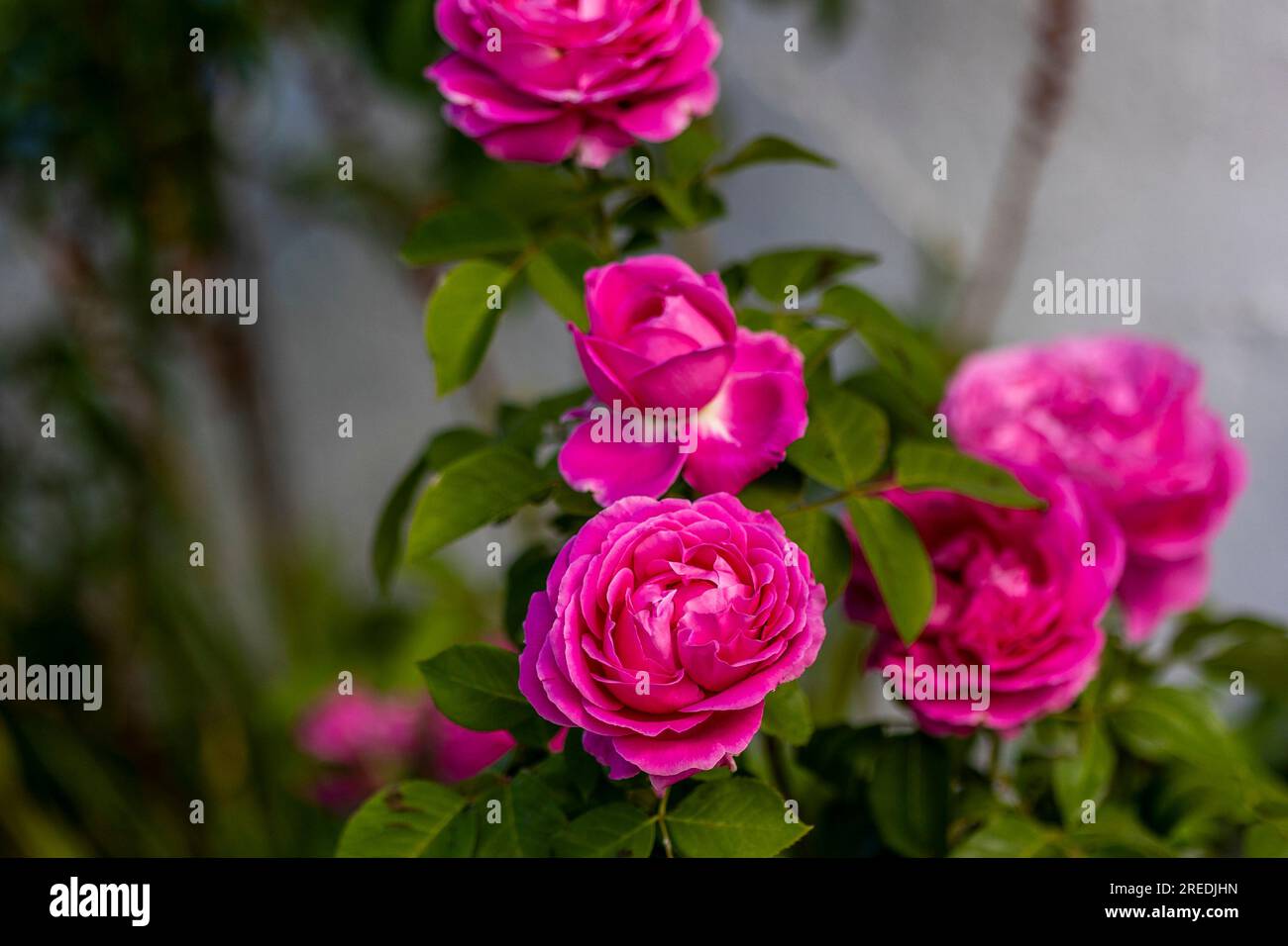 Close view of the beautiful Pink Cabbage rose variety in the garden. Stock Photo