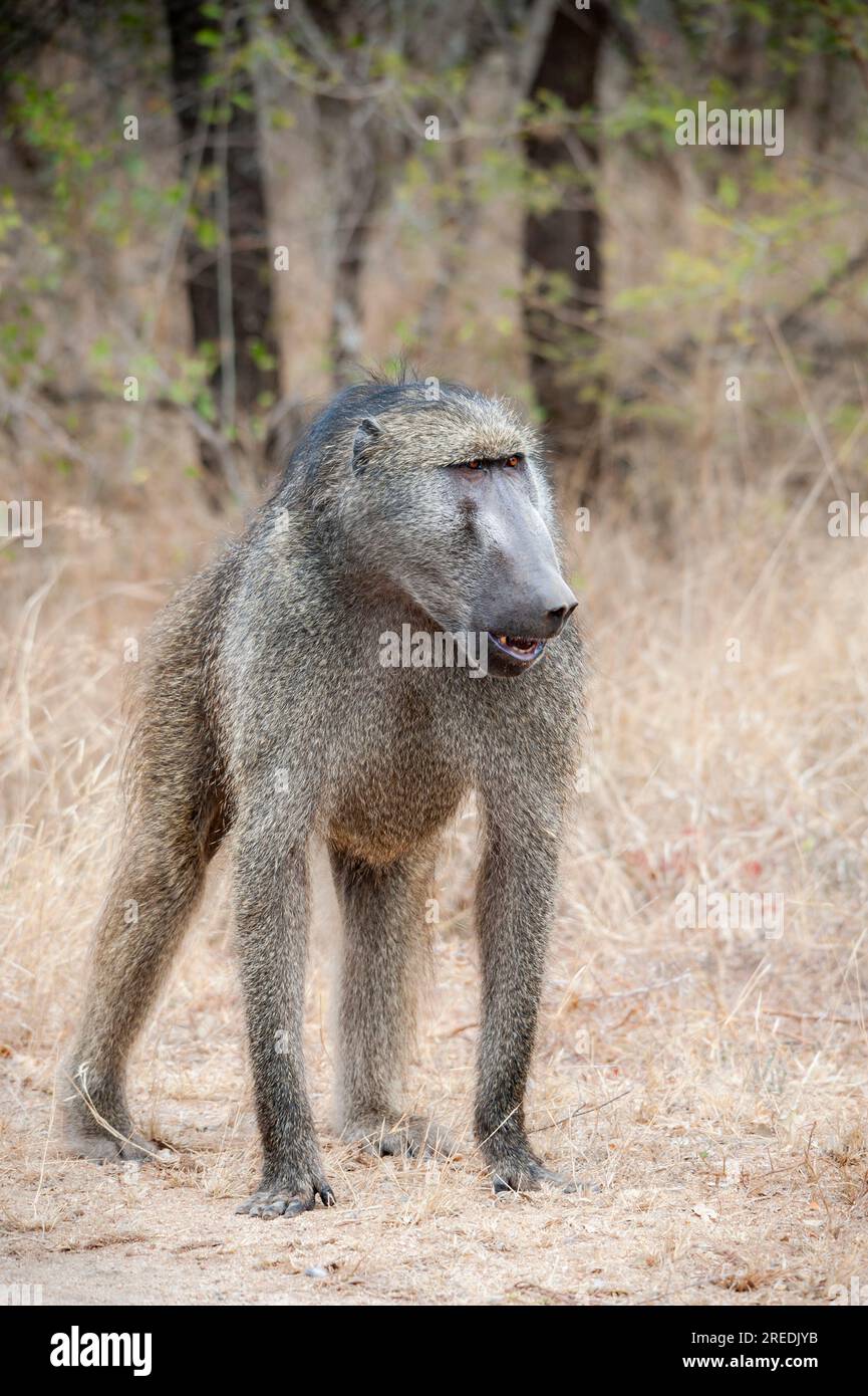 Baboon in its Natural Habitat , Wildlife Observation in South Africa ...