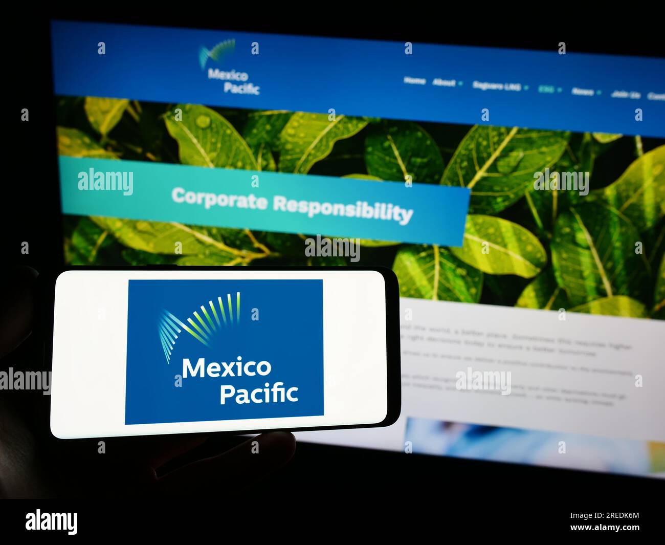 Person holding smartphone with logo of company Mexico Pacific Ltd. LLC on screen in front of website. Focus on phone display. Stock Photo