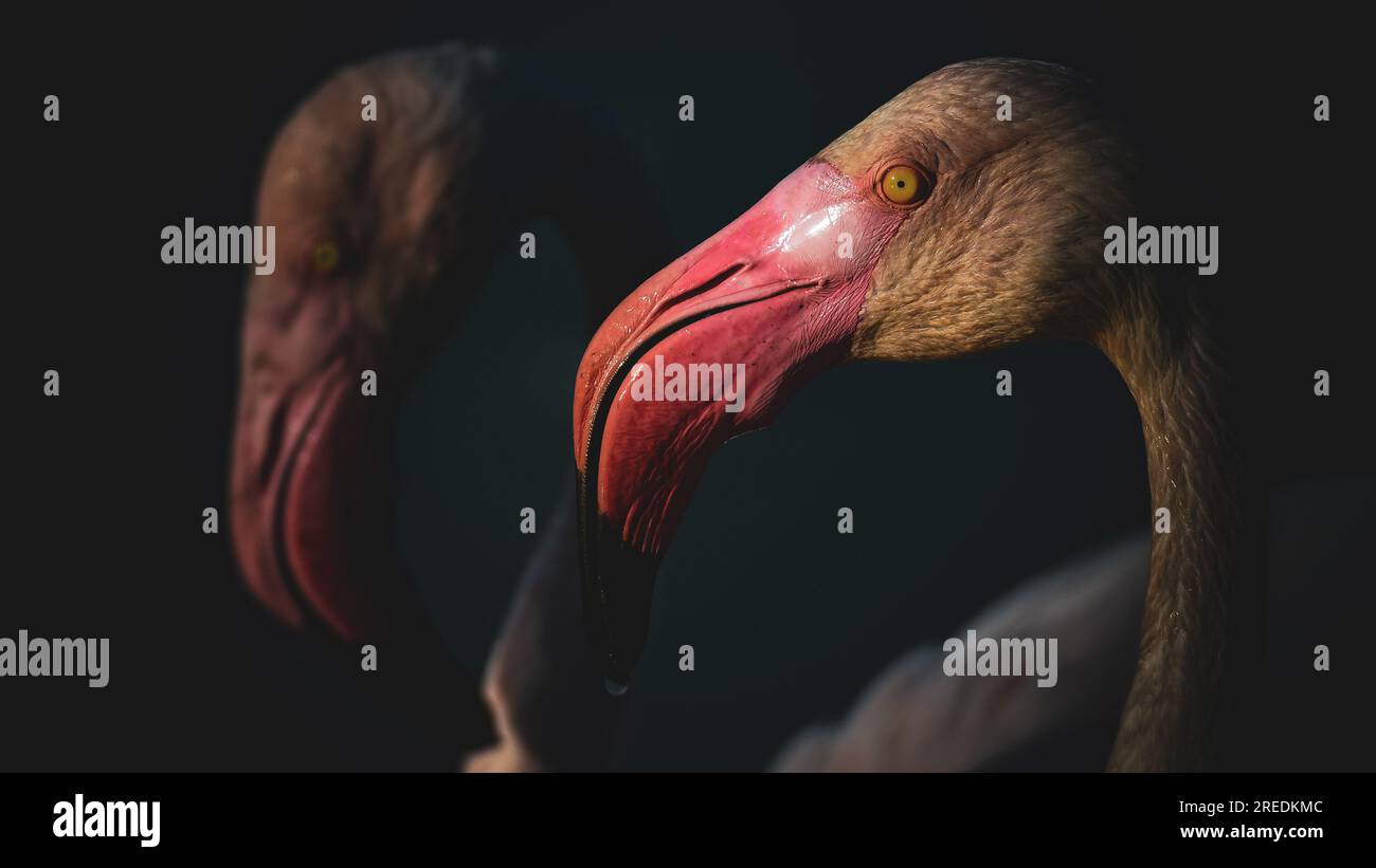 Flamingo Portrait, Ornithological Park, Pont de Gau, Camargue, Wildlife, Bouches-du-Rhônes, France Stock Photo