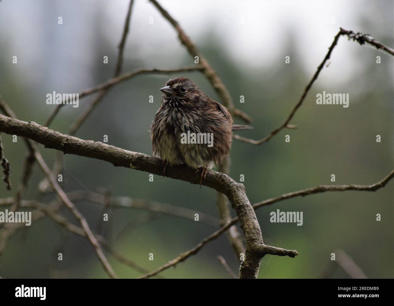 Bird watching in Vancouver Stock Photo Alamy