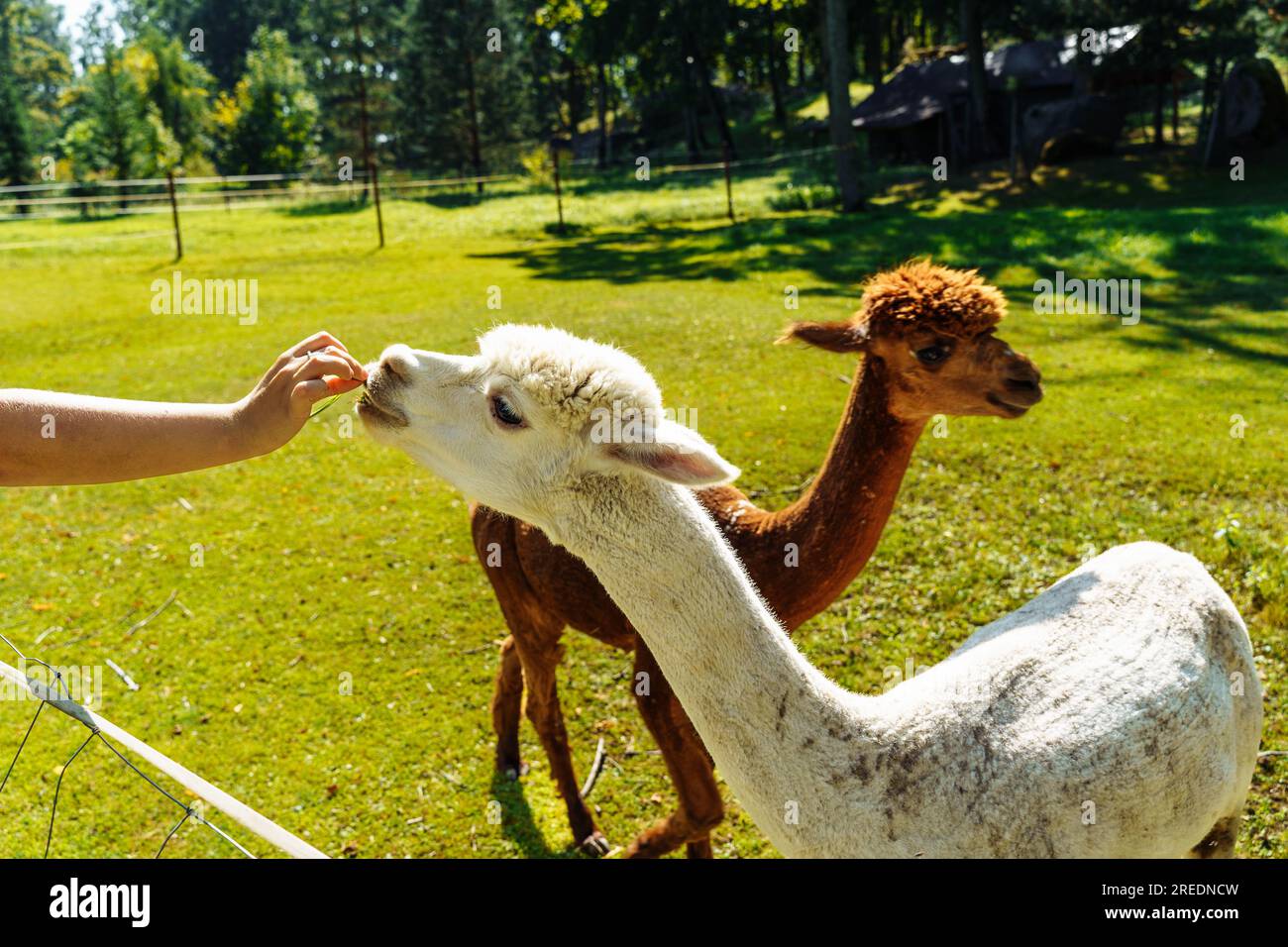 Human feeds an alpaca from his hands on an alpaca farm Stock Photo
