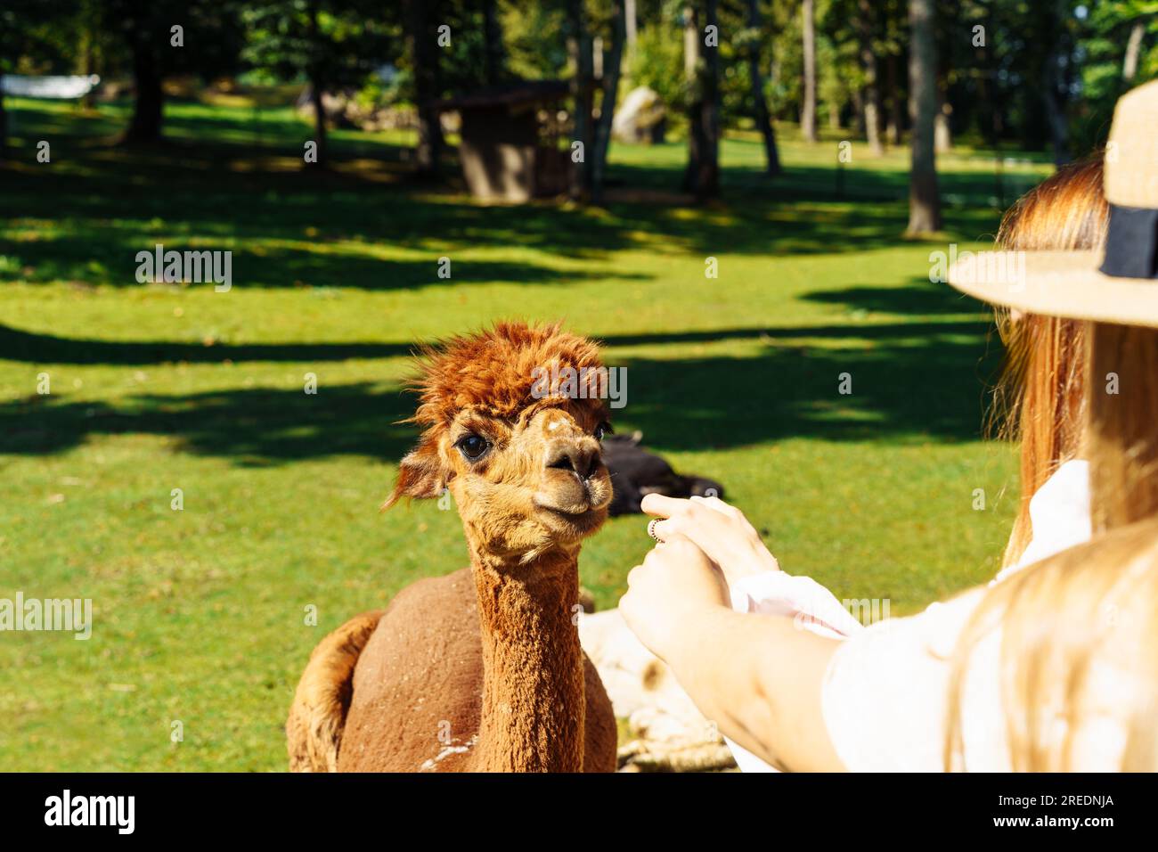 A woman feeds a young brown alpaca from her hand on a farm on a sunny day Stock Photo