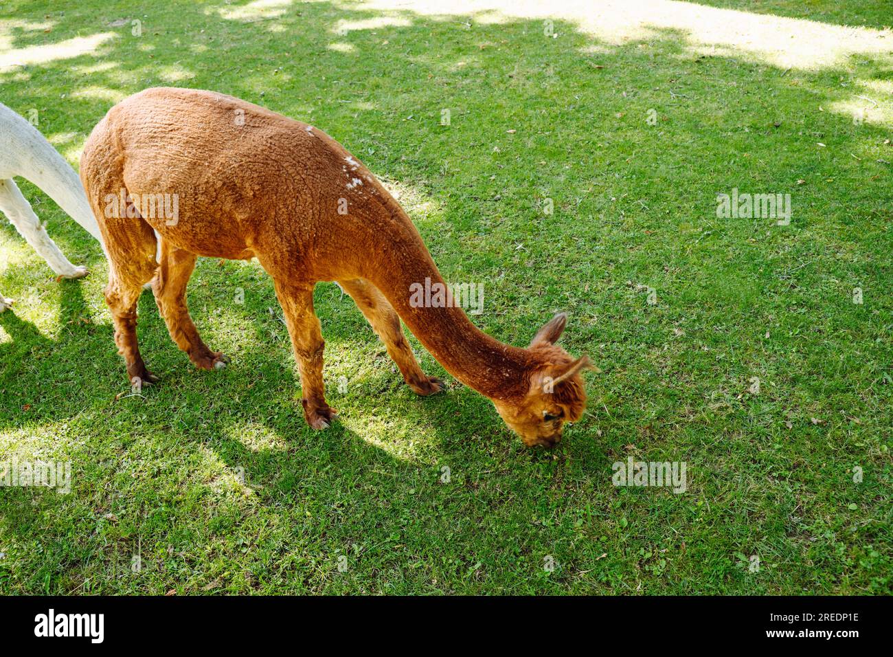 A young brown alpaca eats grass and grazes in a meadow on a farm Stock Photo