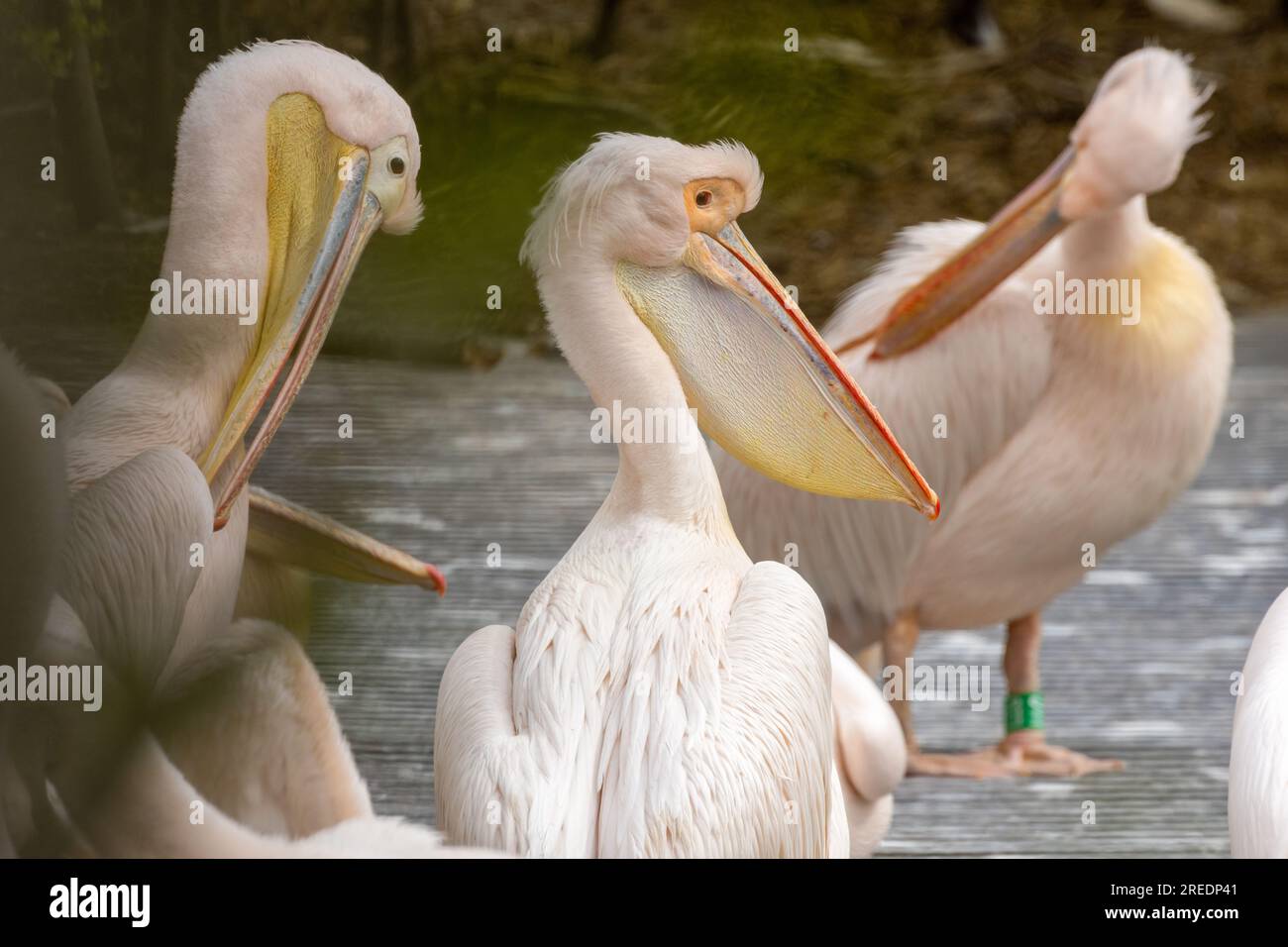 Group of pink pelicans with big beaks in Amsterdam zoo Stock Photo
