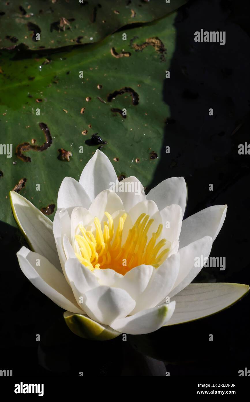 Water lily Stock Photo