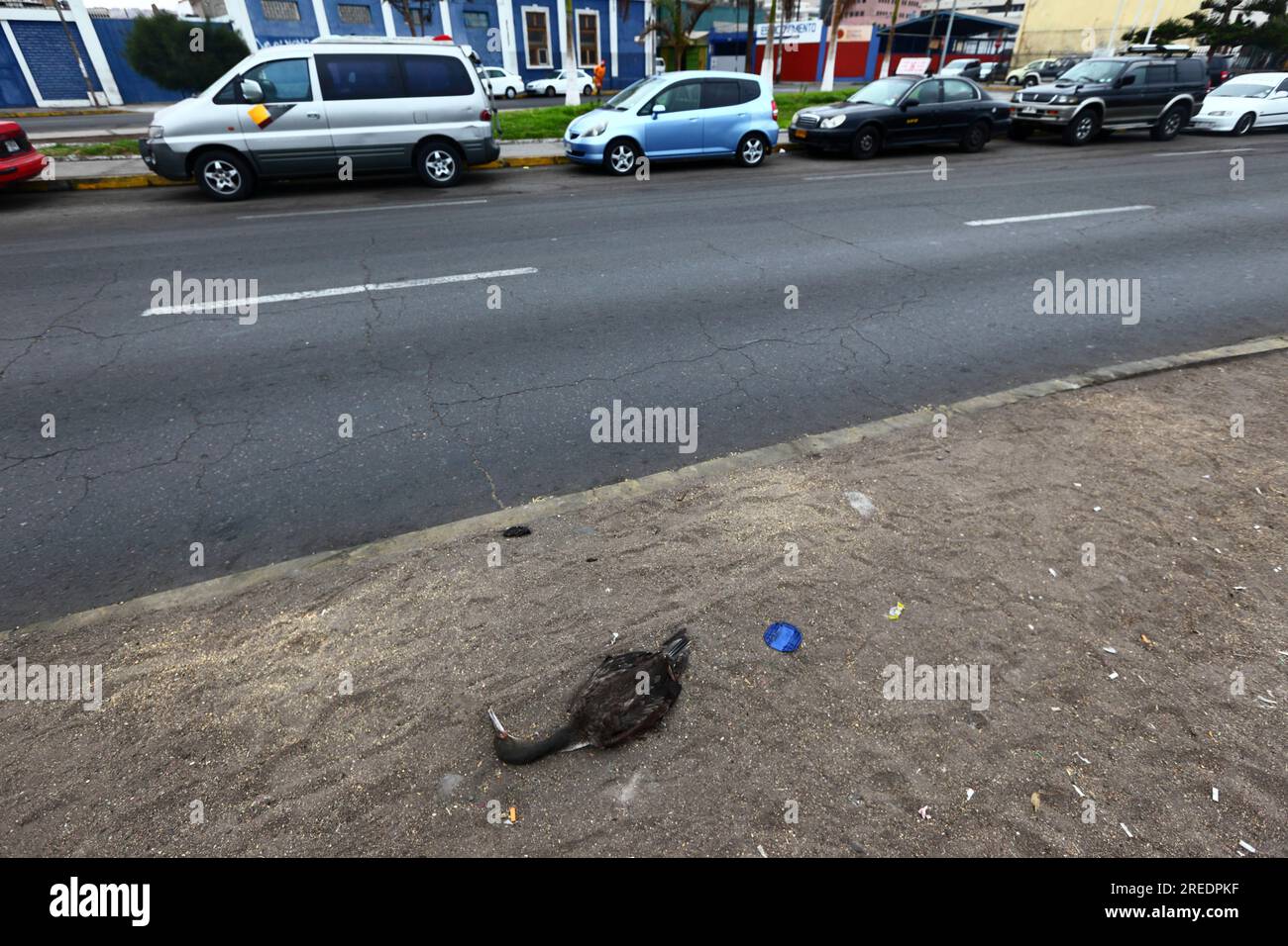 Dead Guanay cormorant (Phalacrocorax bougainvillii) lying next to road, Arica, Region XV, Chile Stock Photo