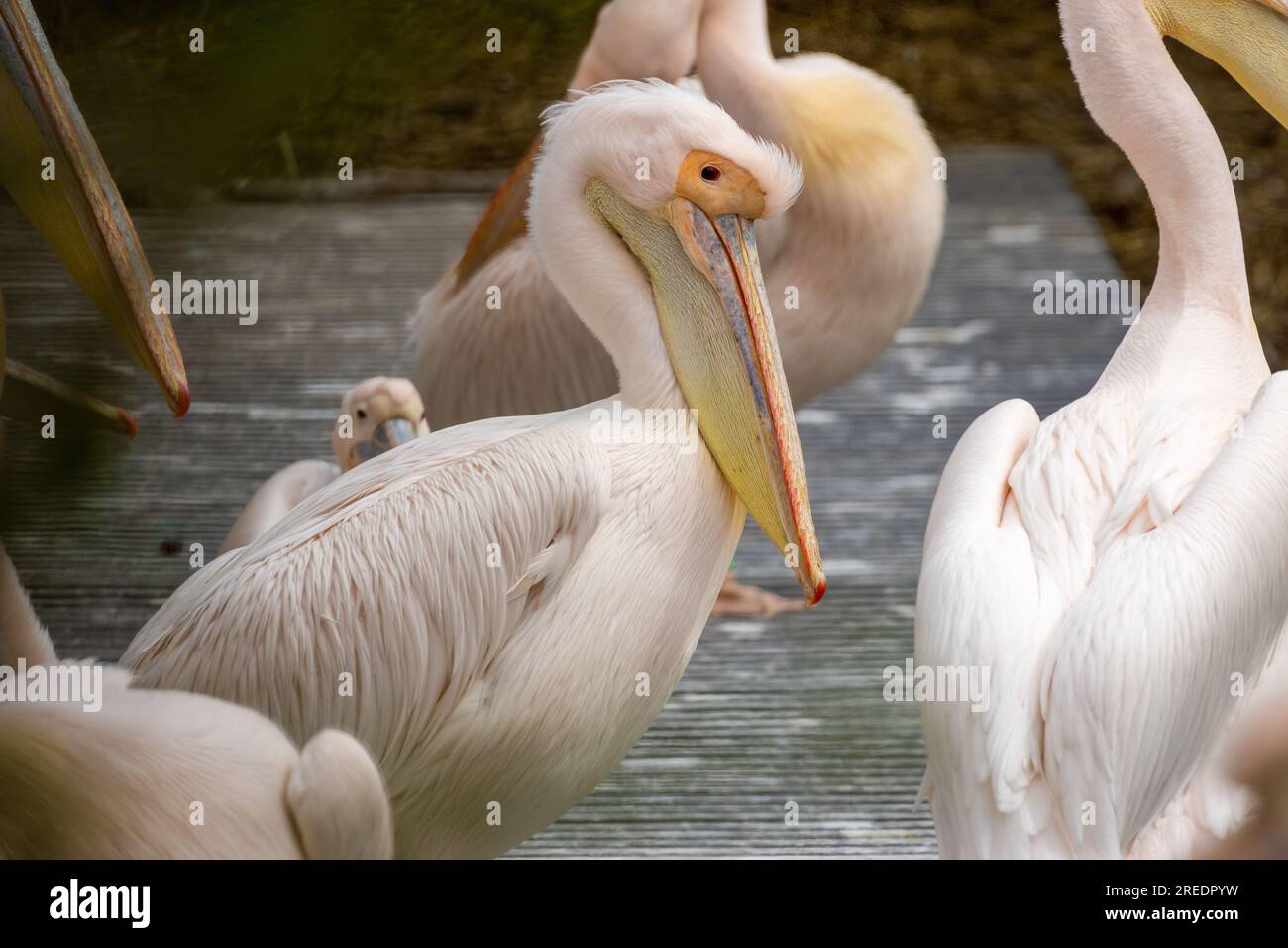 Group of pink pelicans with big beaks in Amsterdam zoo Stock Photo