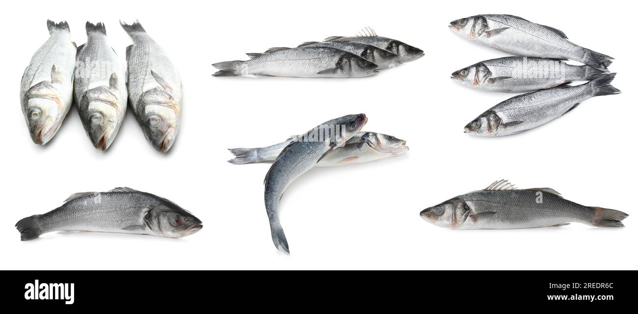 Set of raw sea bass fish on white background Stock Photo Alamy