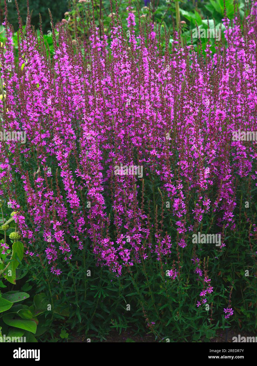 Closeup of the purple summer flowering garden plant lythrum virgatum dropmore or purple Loosestrife. Stock Photo