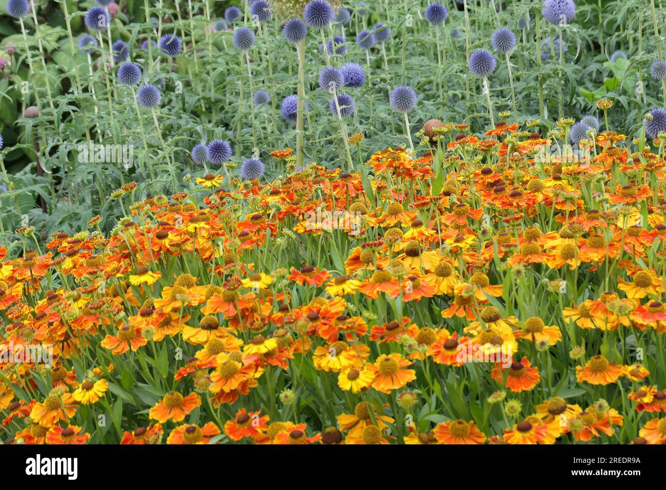 Closeup of the herbaceous perennial garden plants helenium Waltraut and ...