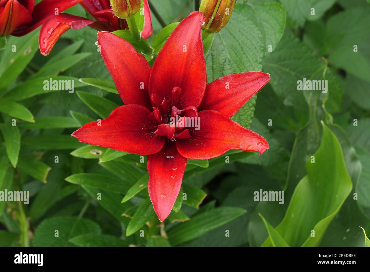 Closeup of the red flowering exotic garden lily Lilium Bald Eagle. Stock Photo