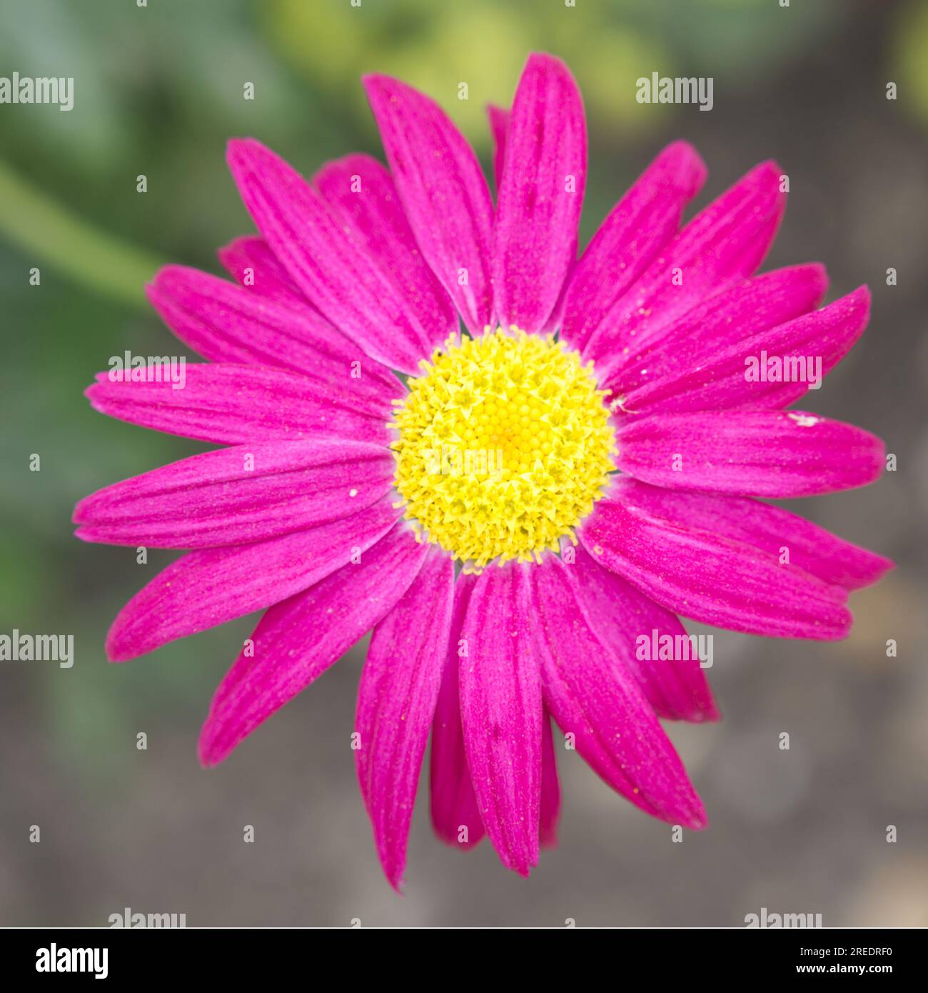 Brilliant magenta summer flower of Painted daisy, Tanacetum coccineum 'Robinson’s Red' in UK garden June Stock Photo