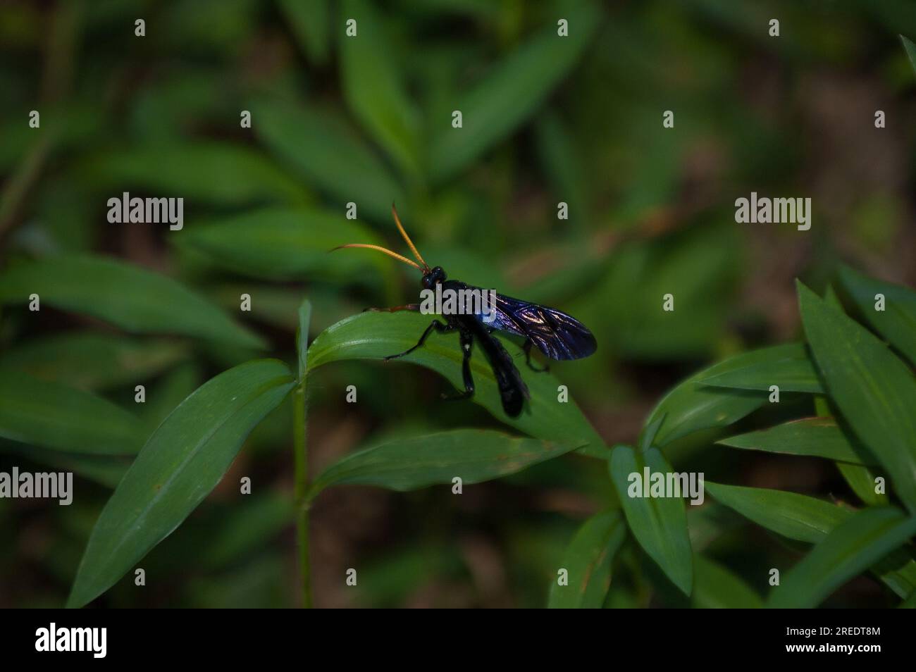 Blue-Black Spider Wasp with Orange Antennae Stock Photo - Alamy