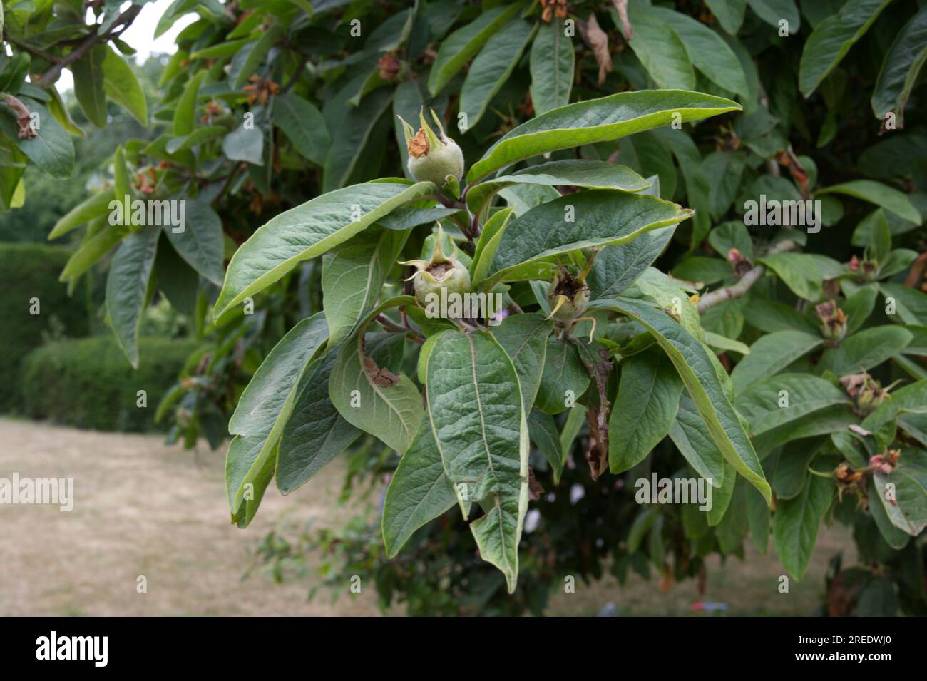 Young summer fruit of medlar or Mespilus germanica tree UK June Stock Photo