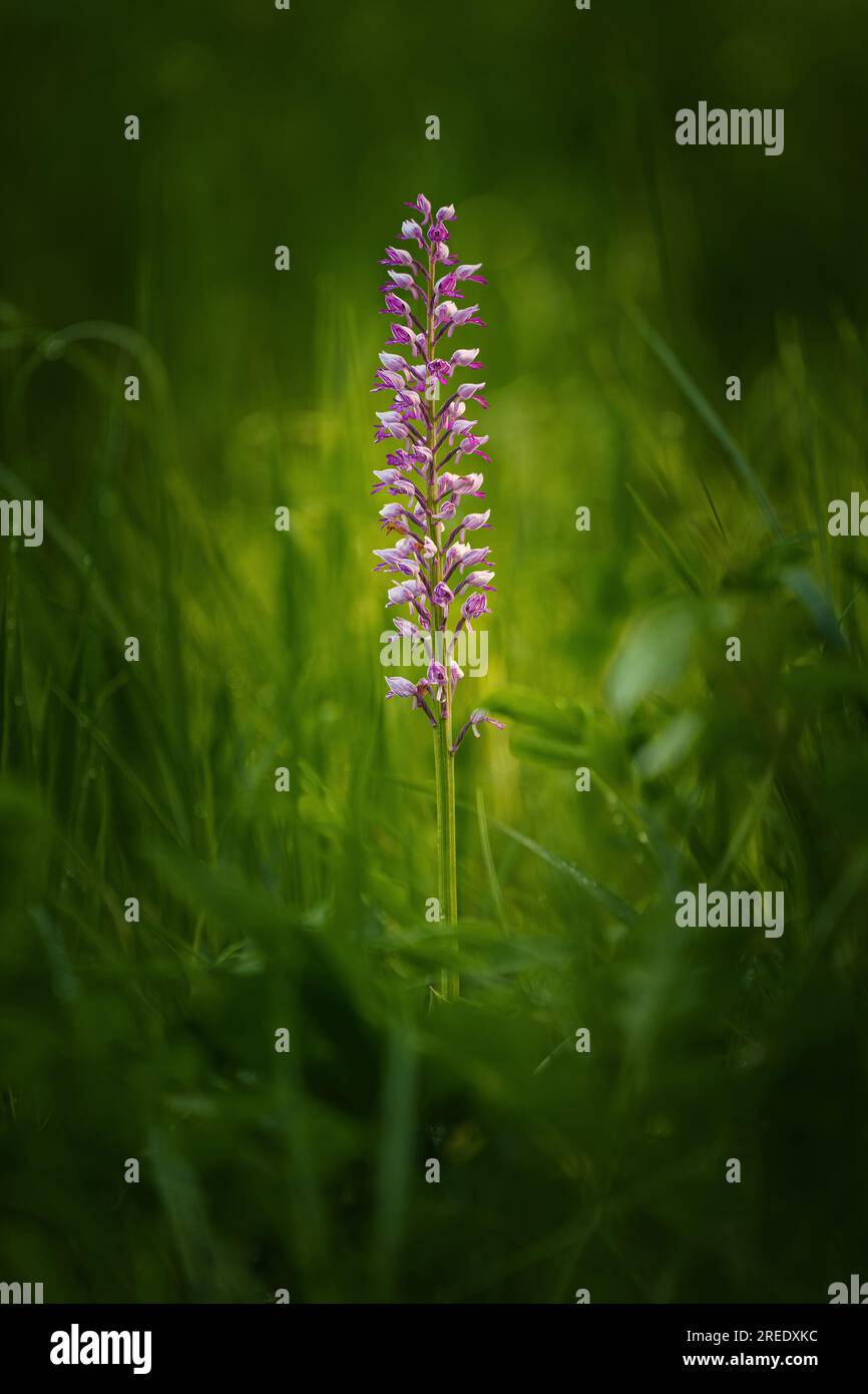 Orchis militaris or the military orchid is a species of orchid native