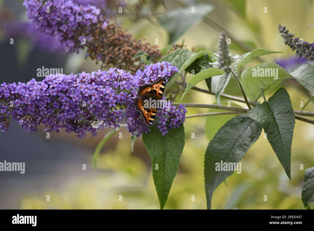 View from Above of a Small Tortoiseshell Butterfly (Aglais urticae) on a Purple Buddleia Flower, Wings Open, Head Facing Right of Image, taken in UK Stock Photo
