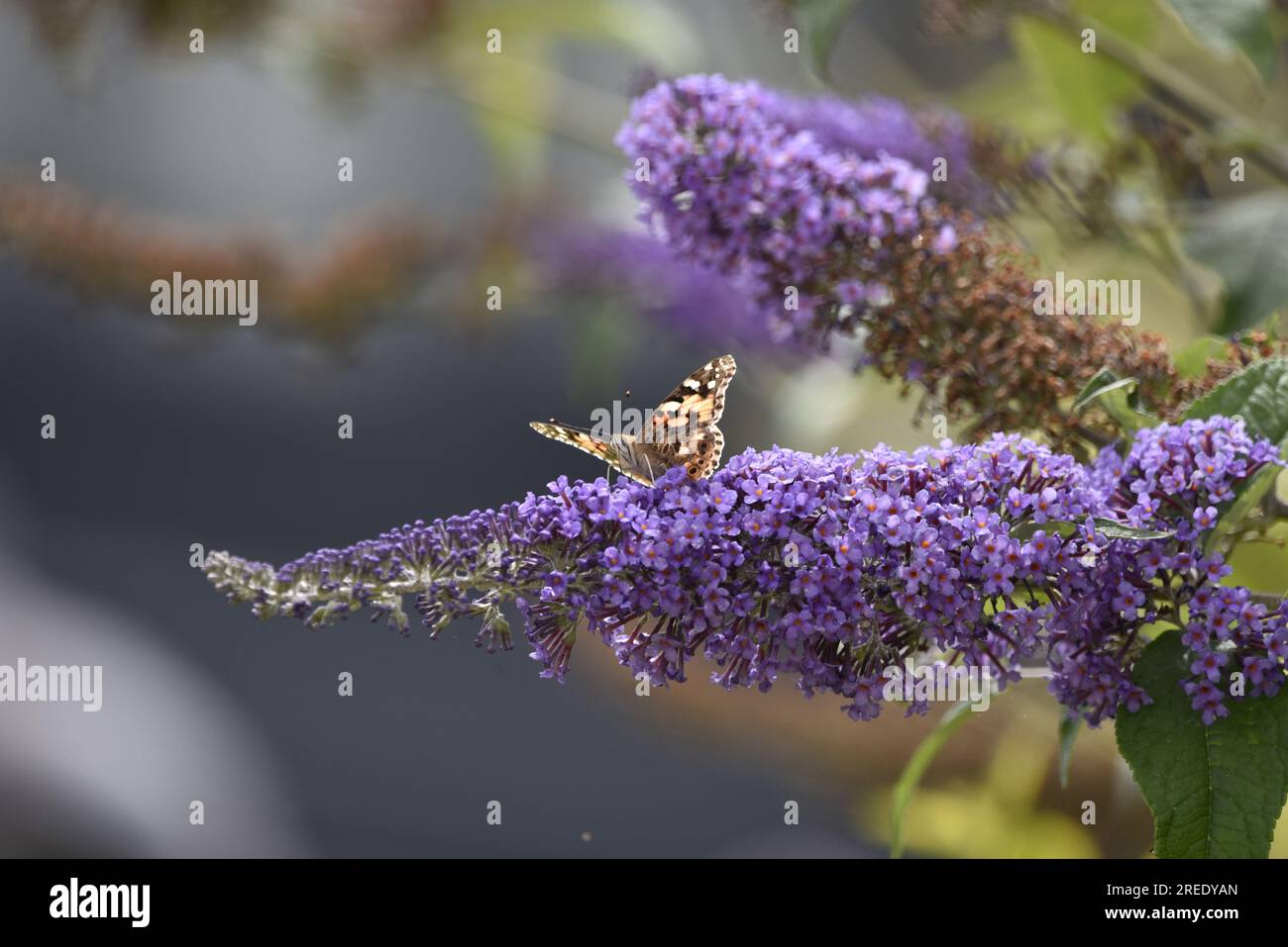 Centre Foreground Image of a Painted Lady Butterfly (Vanessa cardui) on Purple Buddleia Flowers, Facing Camera with Wings Open, taken in the UK Stock Photo