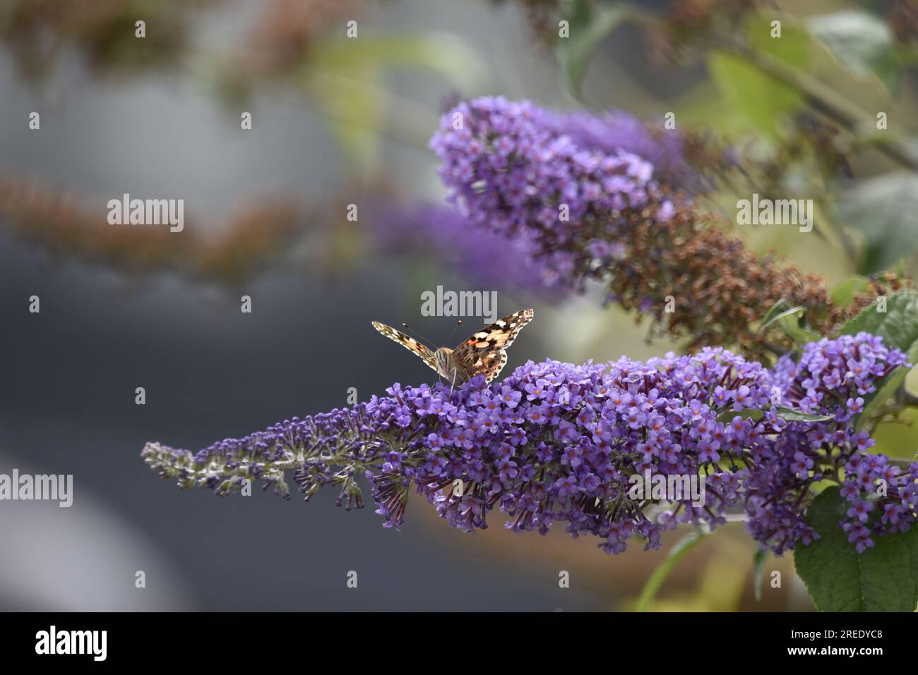 Lower Middle Foreground Image of a Painted Lady Butterfly (Vanessa cardui) Looking into Camera from Purple Buddleia Flowers with Wings Open, UK Stock Photo