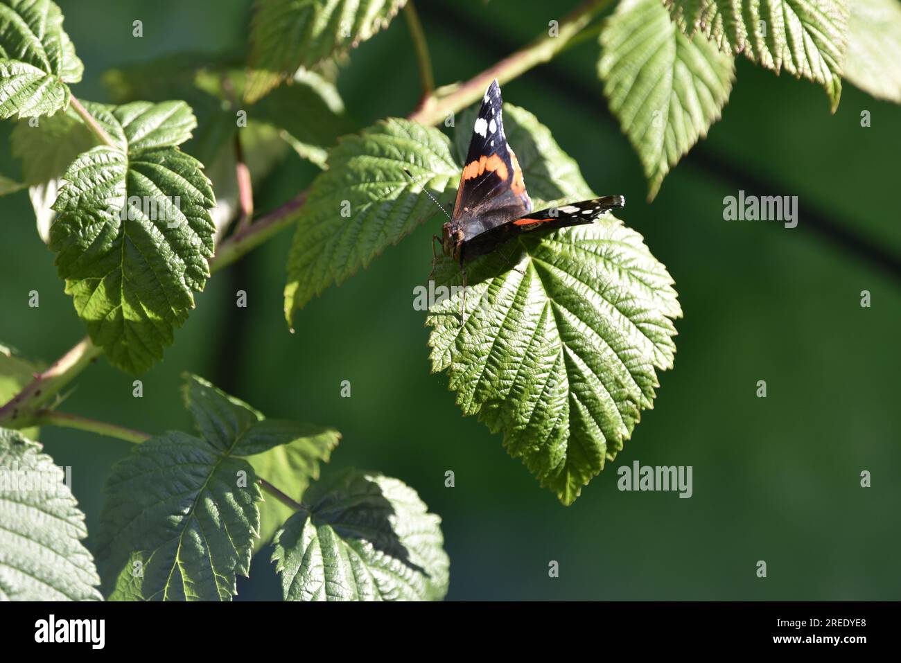 Upper Foreground Close-Up Image of a Red Admiral Butterfly (Vanessa atalanta) Facing Camera from a Sunny Raspberry Leaf, against a Green Background Stock Photo