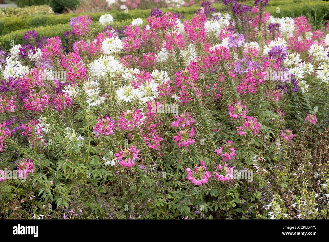Cleome - spider flowers, in a garden. Stock Photo