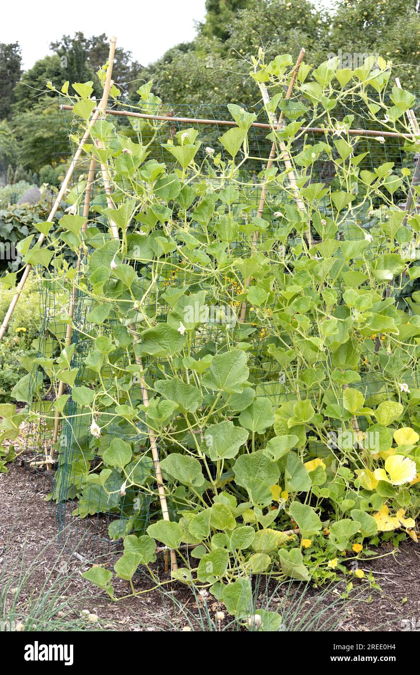 Vines of a gourd plant growing on an Aframe trellis in a garden Stock