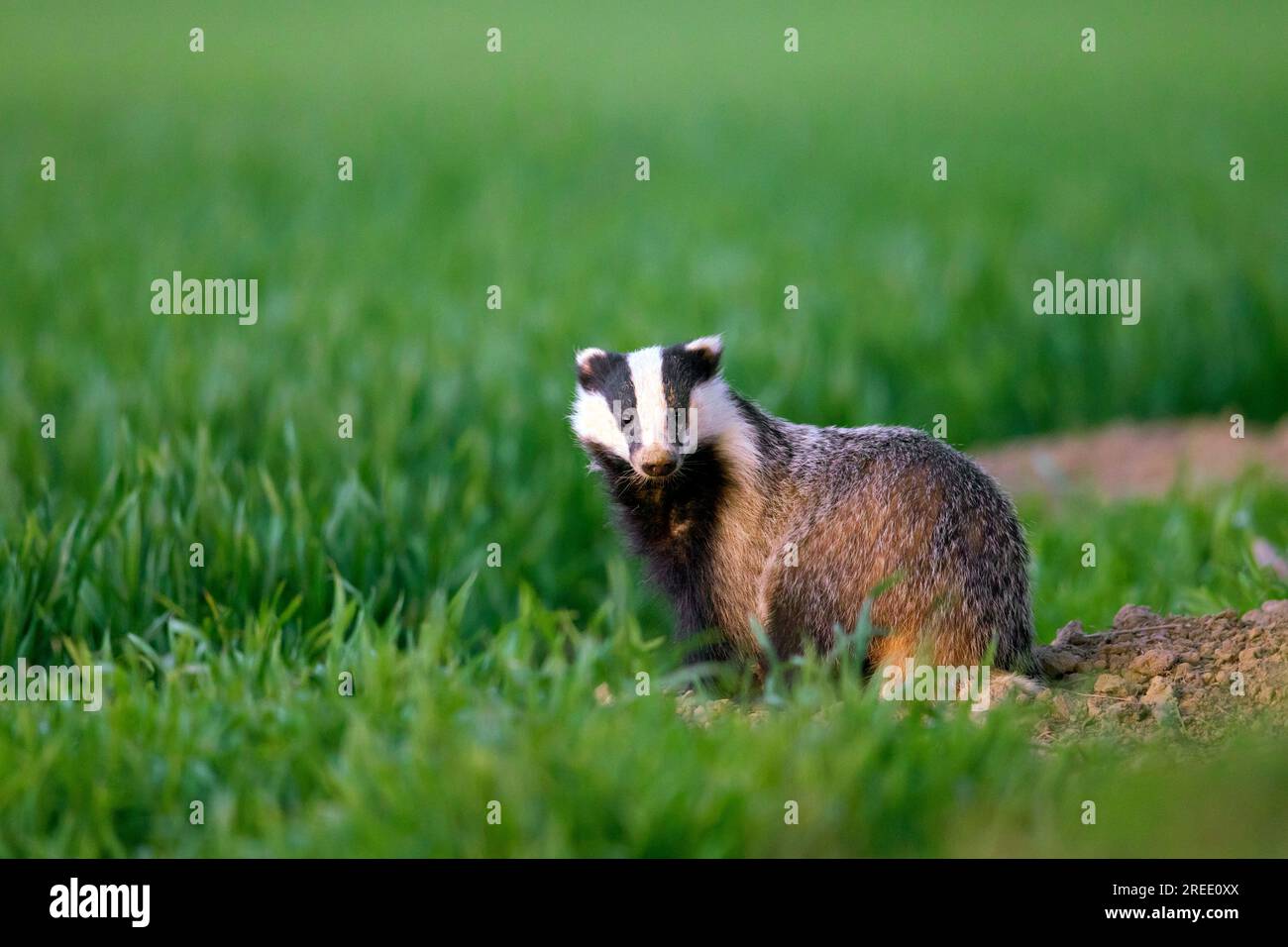 European badger (Meles meles) foraging in field / farmland at dusk Stock Photo