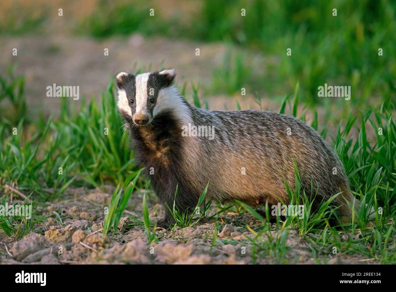 15001 Meles Meles European Badger main image 0