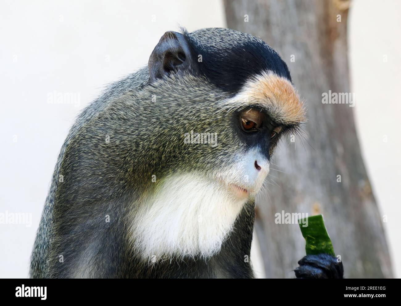 De Brazza's monkey, Brazzameerkatze, cercopithèque de Brazza, Cercopithecus neglectus, Brazza-cerkóf, Zoo, Hungary, Magyarország, Europe Stock Photo