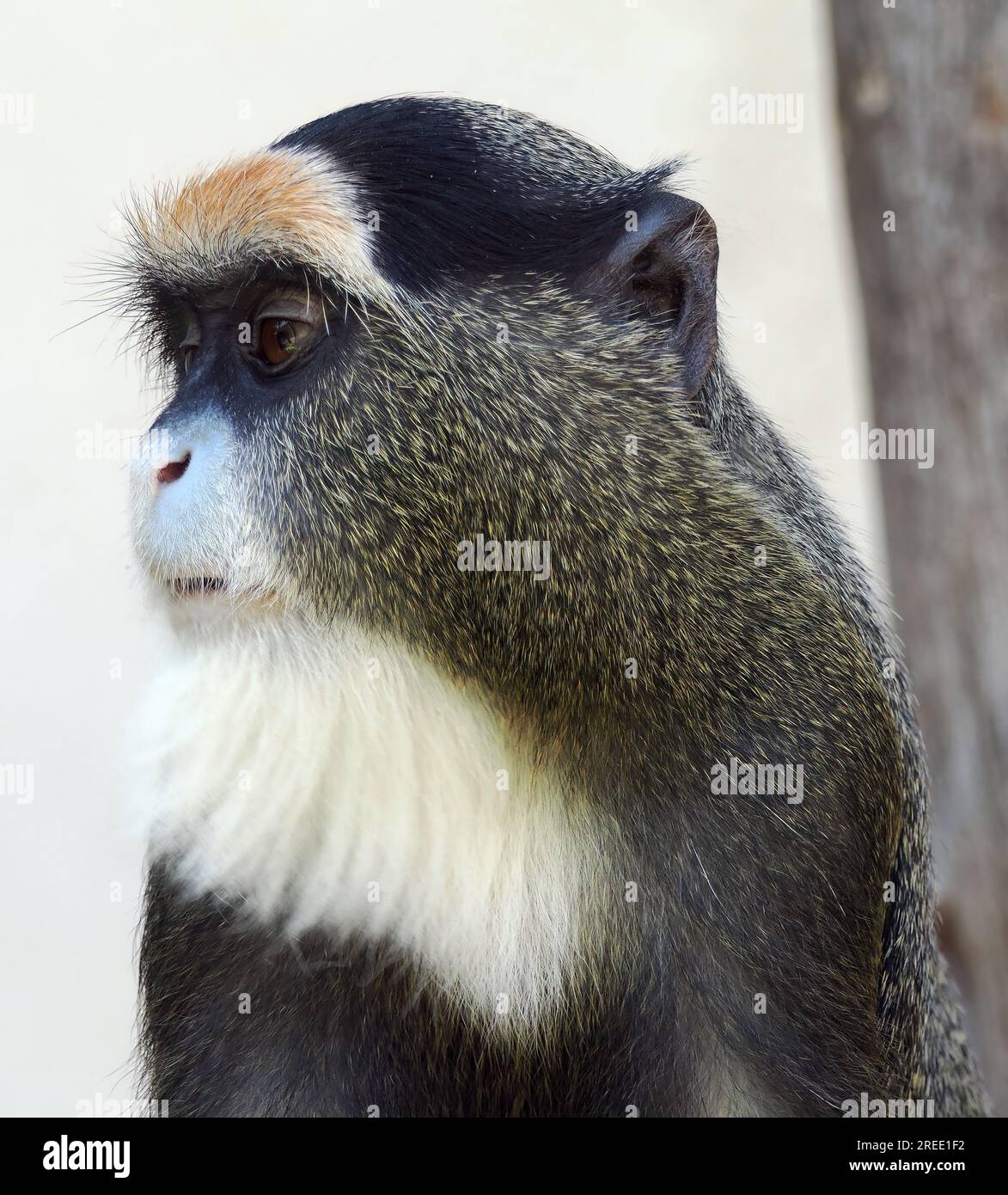 De Brazza's monkey, Brazzameerkatze, cercopithèque de Brazza, Cercopithecus neglectus, Brazza-cerkóf, Zoo, Hungary, Magyarország, Europe Stock Photo